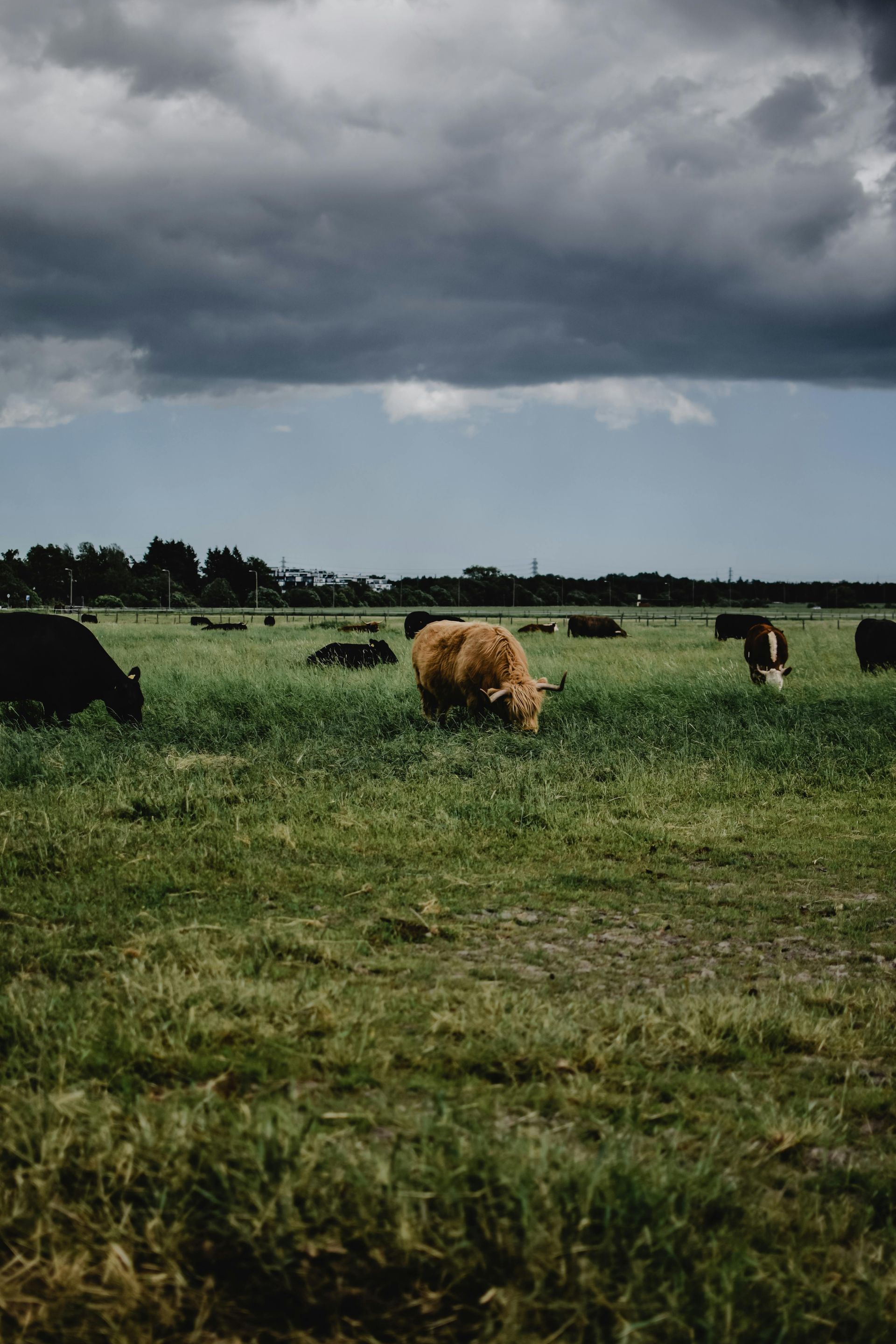 A herd of cows grazing in a grassy field on a cloudy day in Finland.