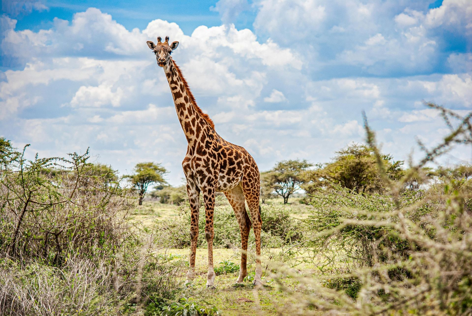 A giraffe is standing in the middle of a grassy field in Africa.