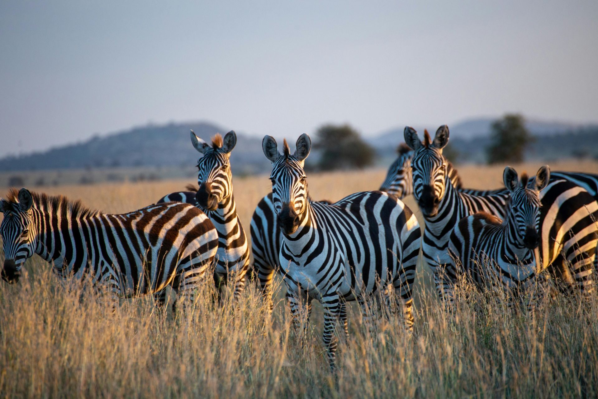 A herd of zebras standing in a field of tall grass in Tanzania, Africa.