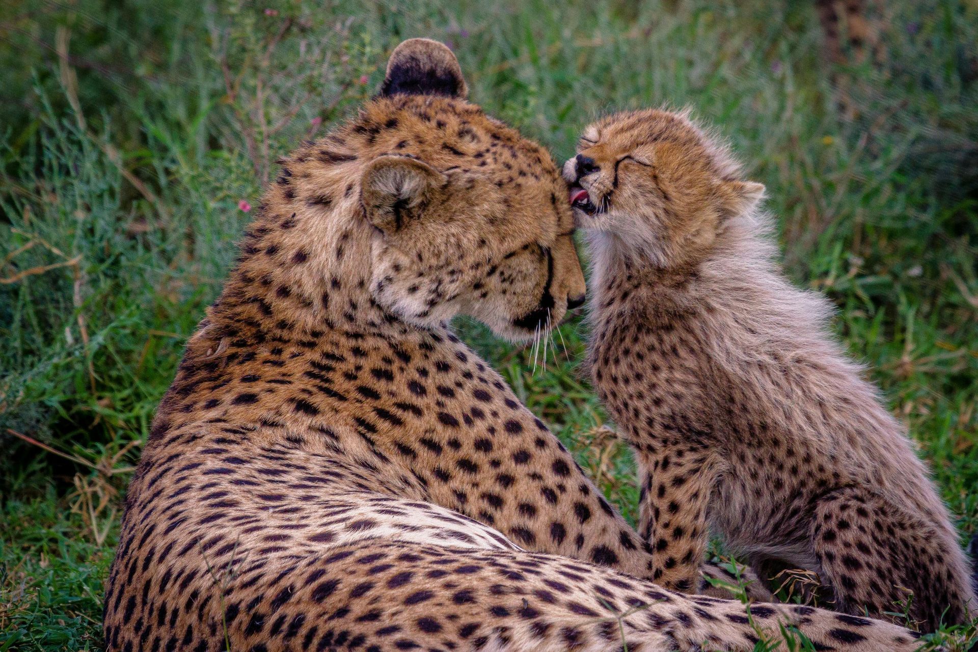 A cheetah and her cub are laying in the grass in Tanzania, Africa.