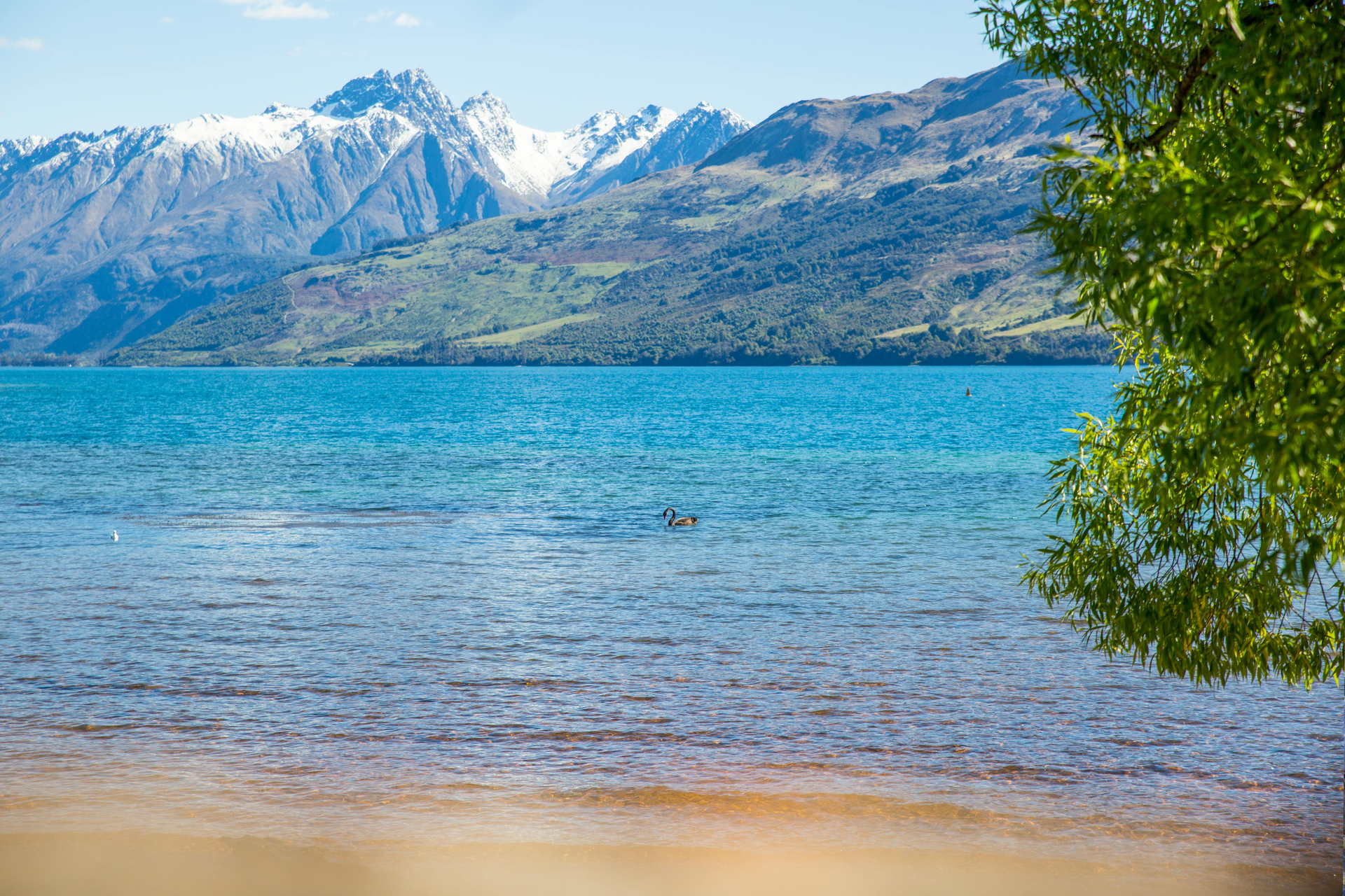 A person is swimming in a lake with mountains in the background in New Zealand. 