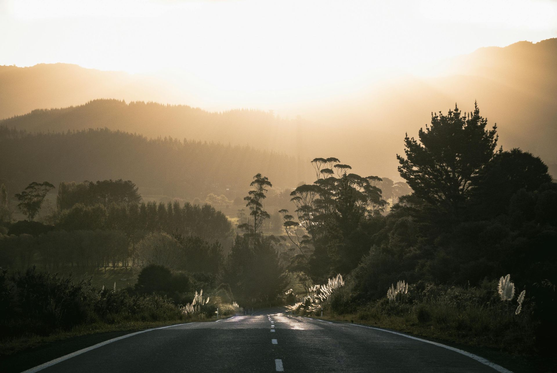 The sun is shining through the trees on the side of the road in New Zeland.