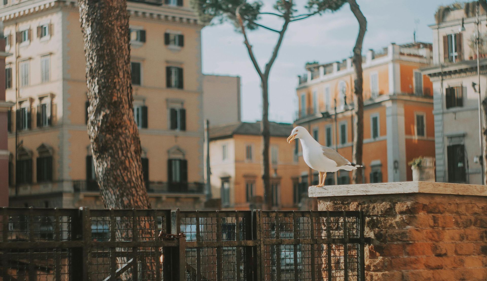 A seagull is sitting on top of a fence in front of Rome, Italy.