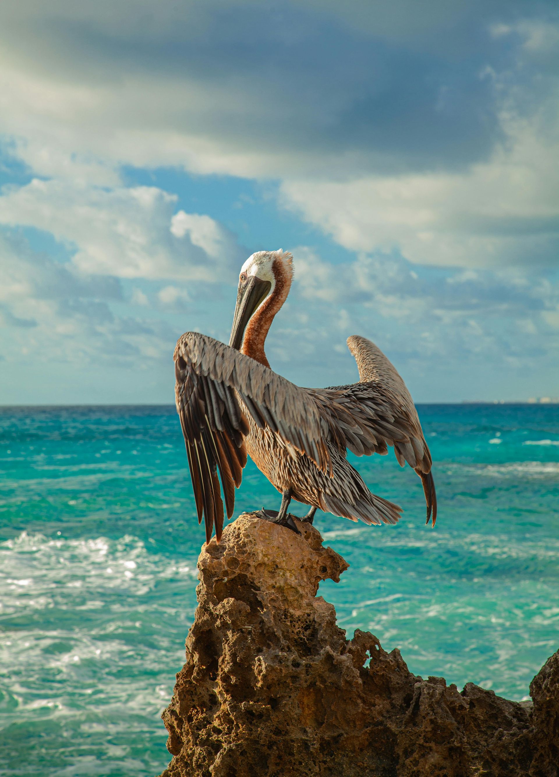 A pelican is perched on a rock near the ocean in the Galapagos.