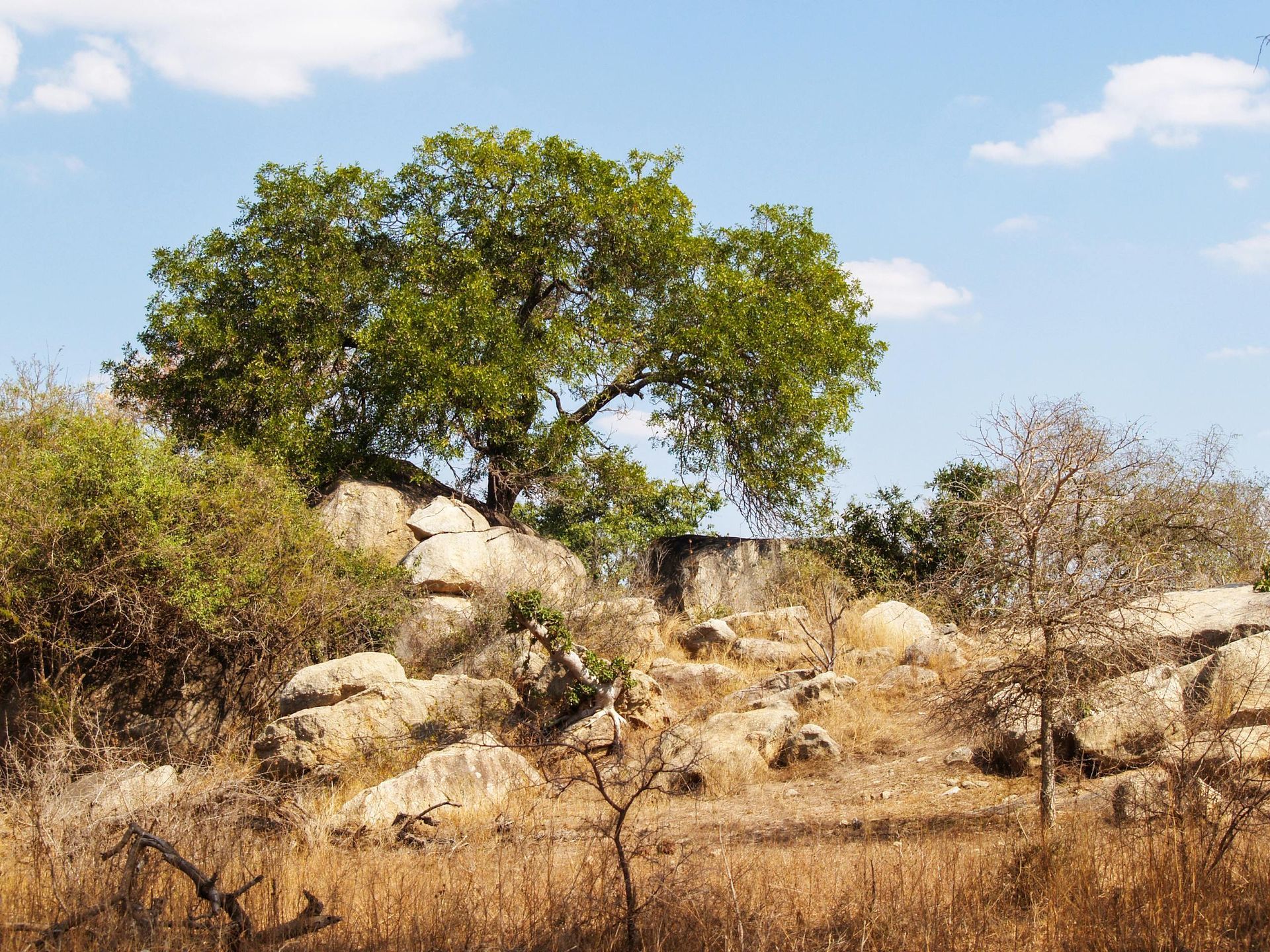 A tree is standing in the middle of a rocky field in South Africa.