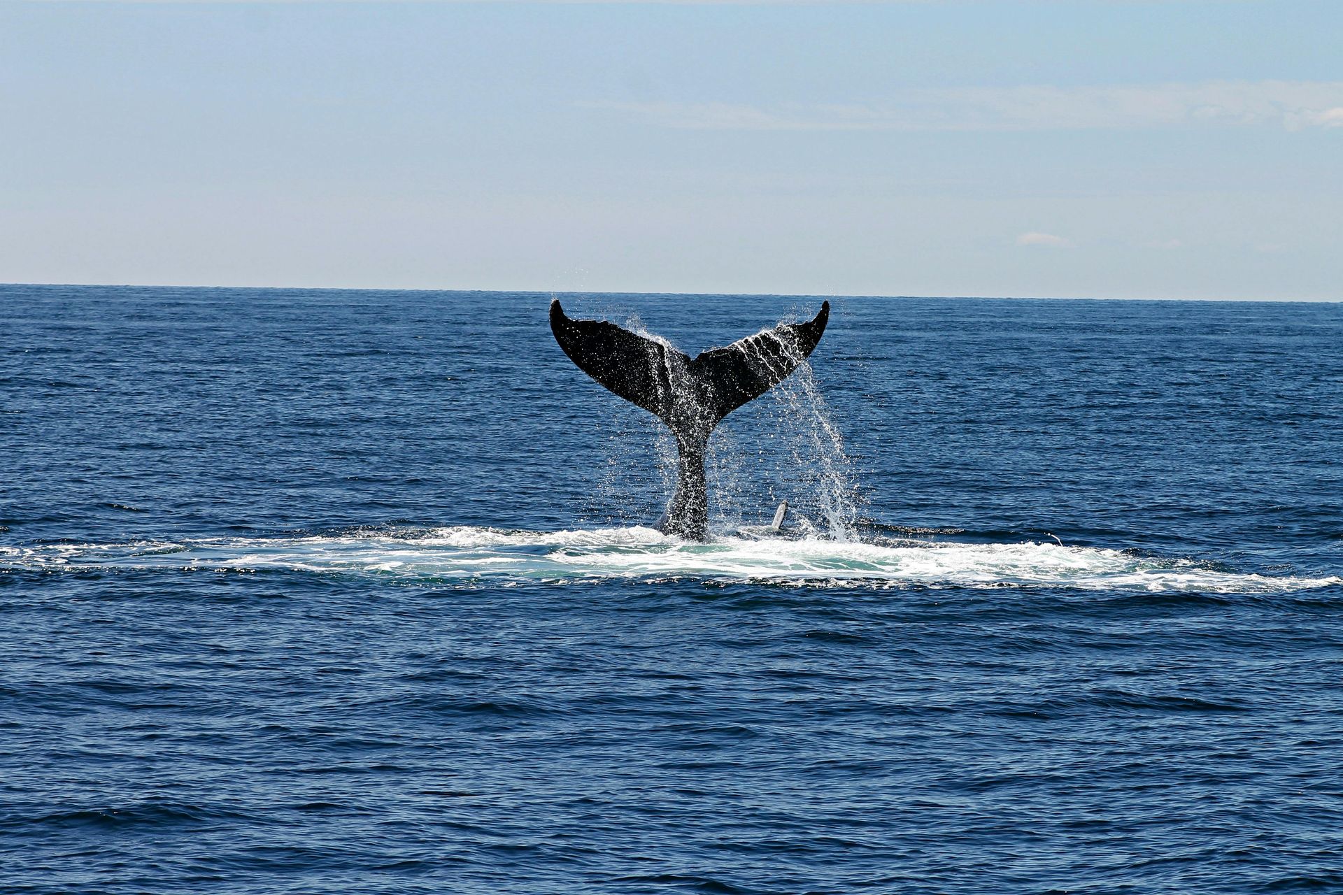 A humpback whale is swimming in the ocean in Prince William Sound in Alaska.