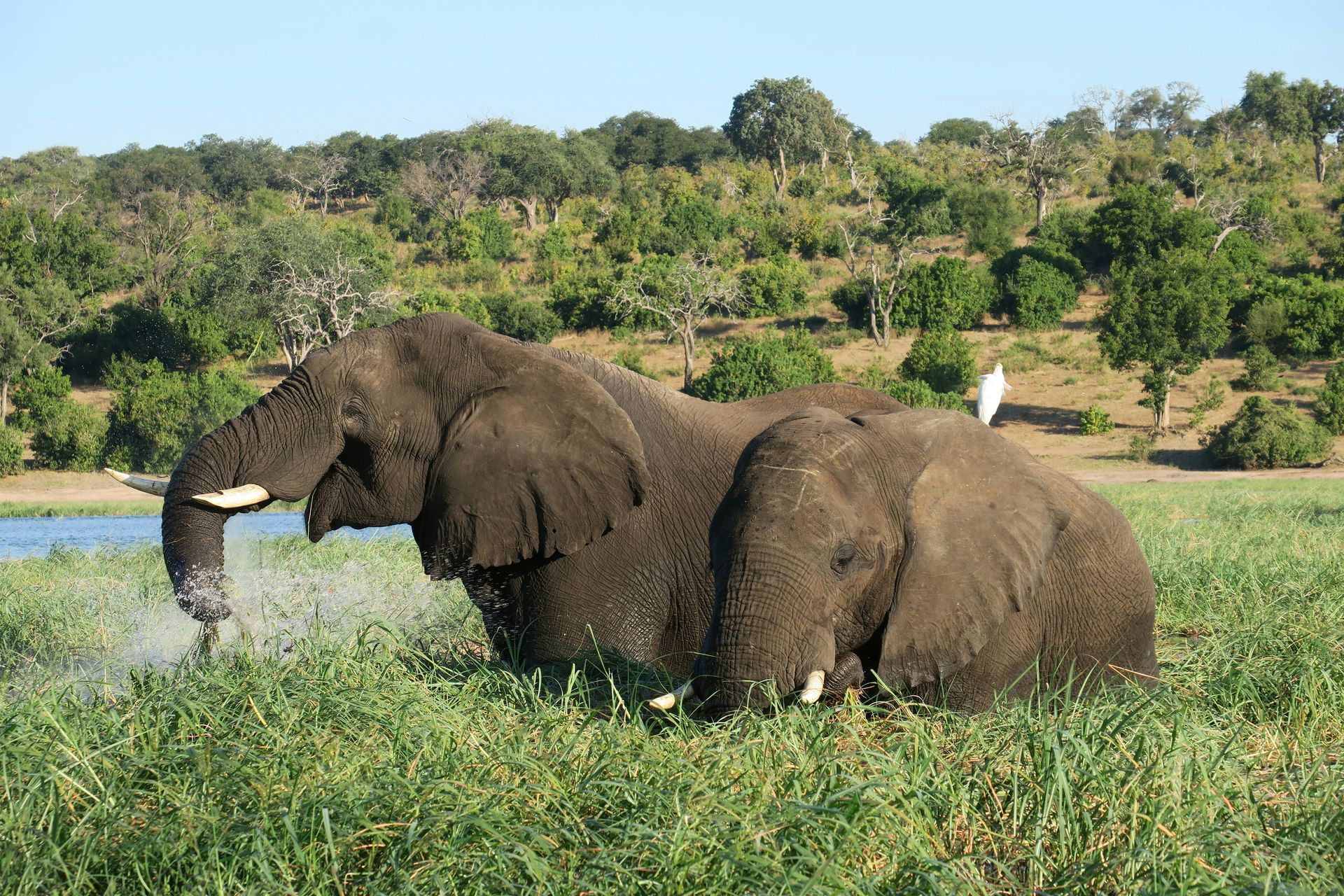 Two elephants are laying in the grass near a body of water in Botswana, Africa.