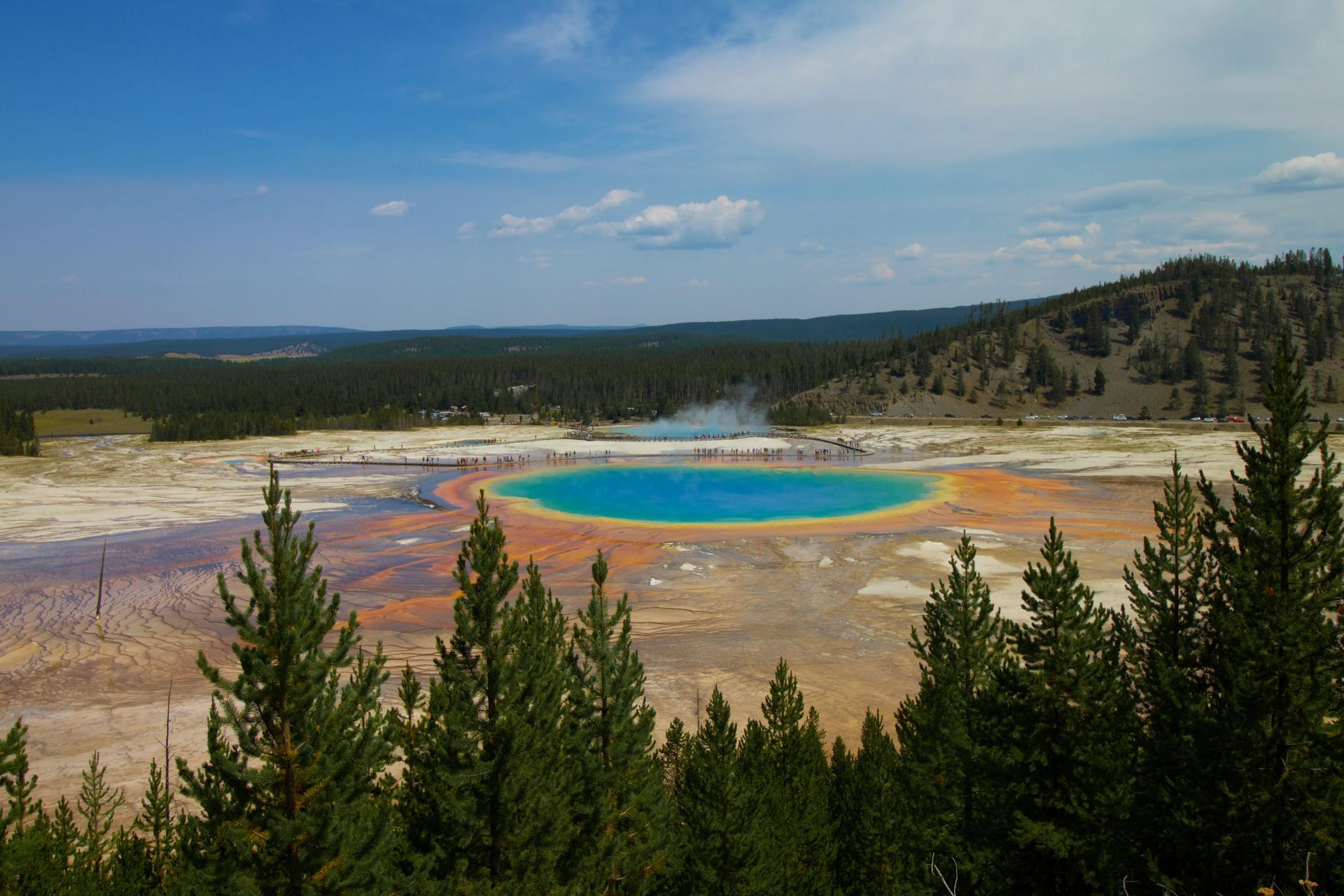 Grand Prismatic Hot Spring in the middle of a field surrounded by trees at Yellow Stone National Park.