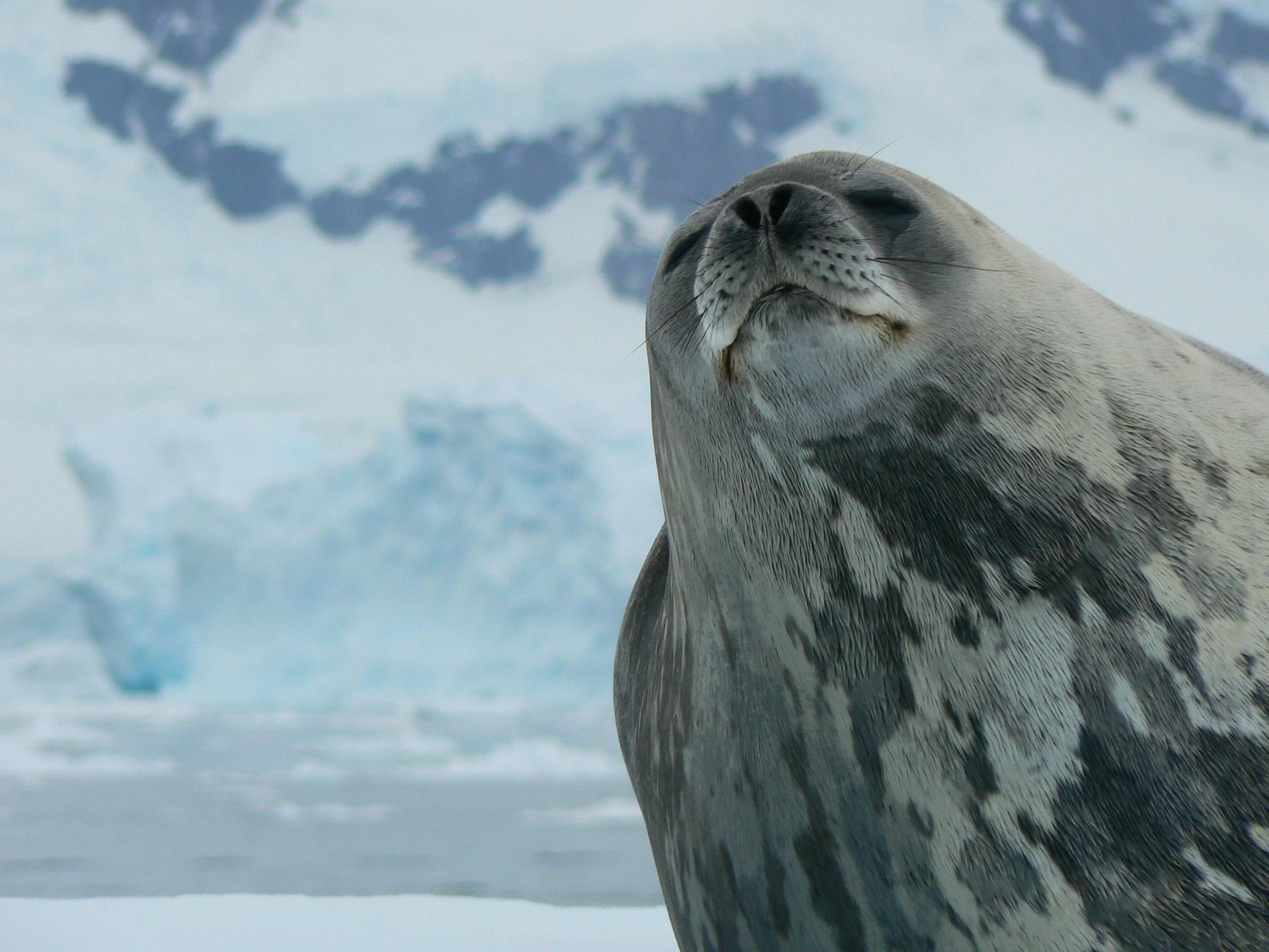 A seal is standing in the snow looking up at the sky  in Antarctica.