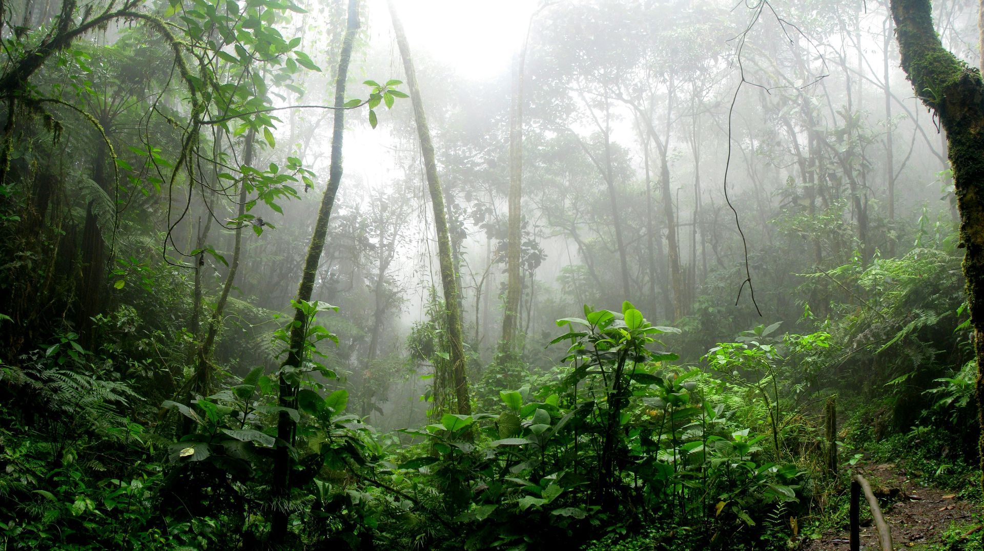 The Amazon rainforest with trees and shrubs covered in fog in Peru.