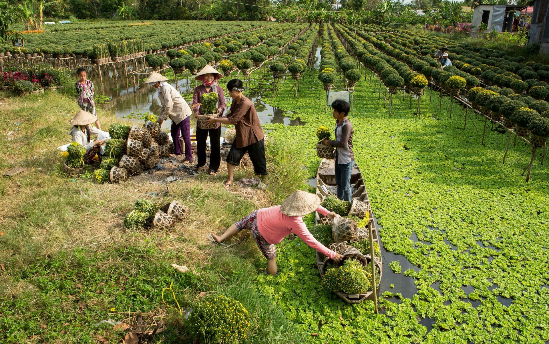 A group of people are working in Sa Dec Flower Village in Vietnam.