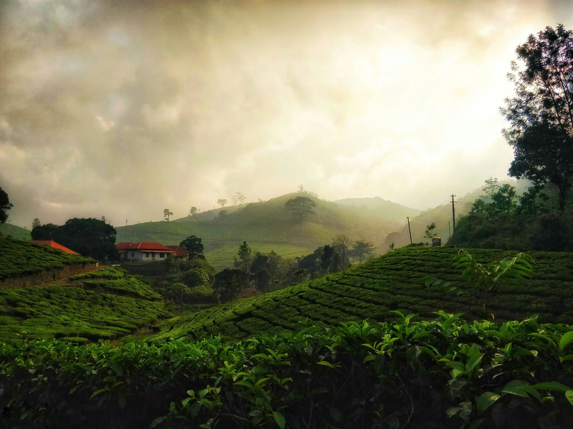 Rolling green tea fields in a misty mountain landscape with a building in Kerala, India.