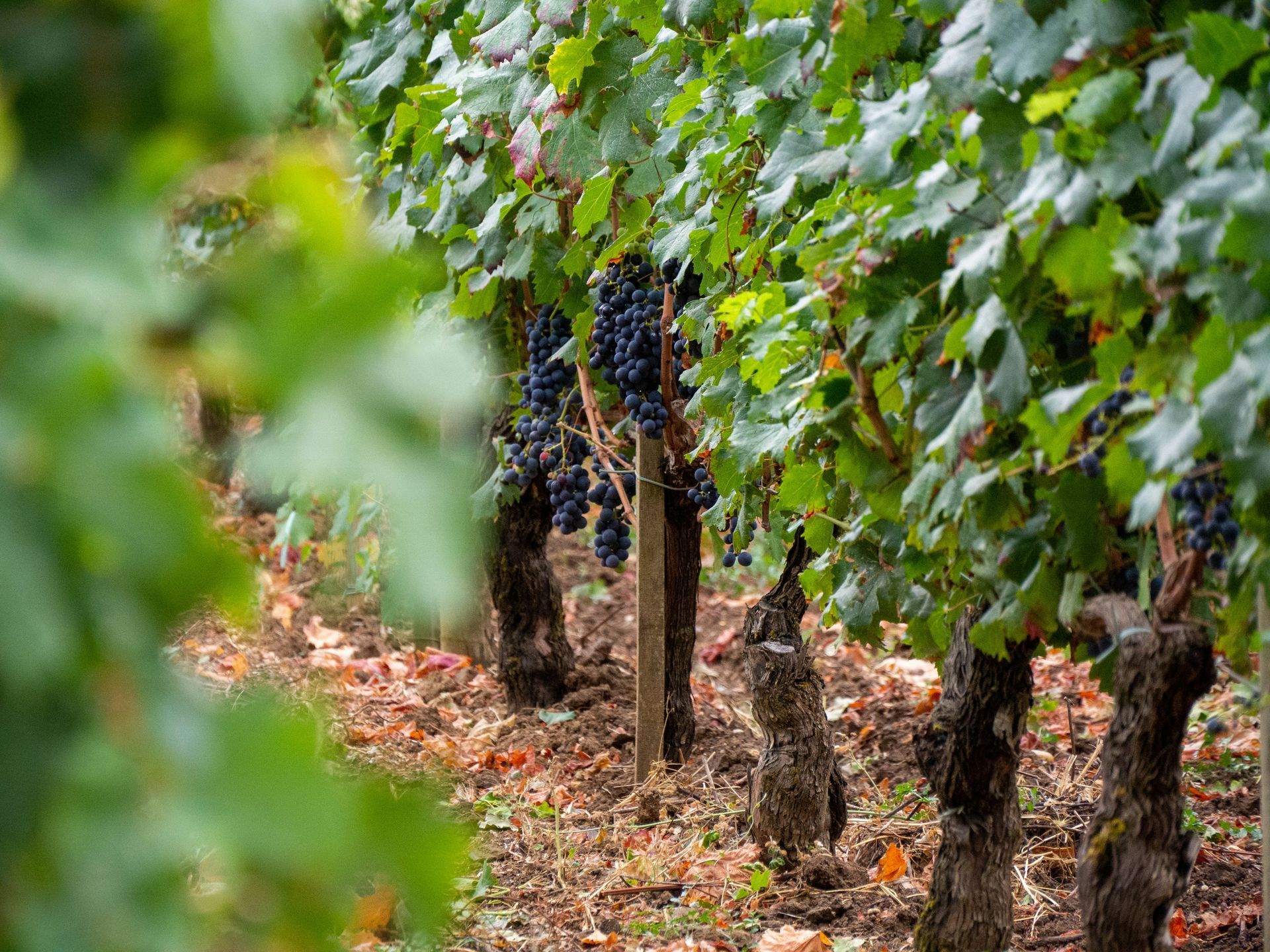 A bunch of grapes growing on a vine in a vineyard in Bordeaux, France.