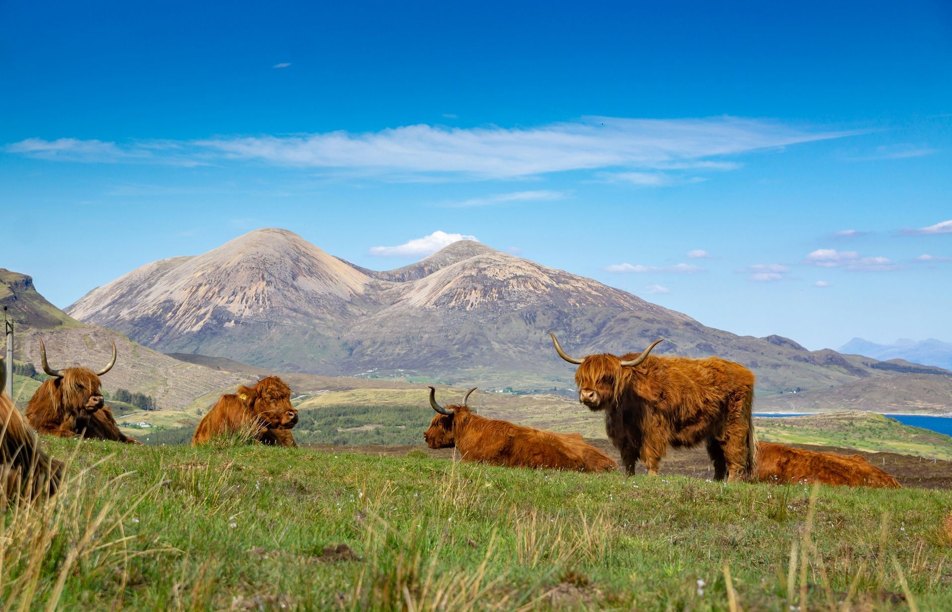 Highland cows grazing on a green hill with a mountain backdrop under a blue sky on the Isle of Skye, Scotland.