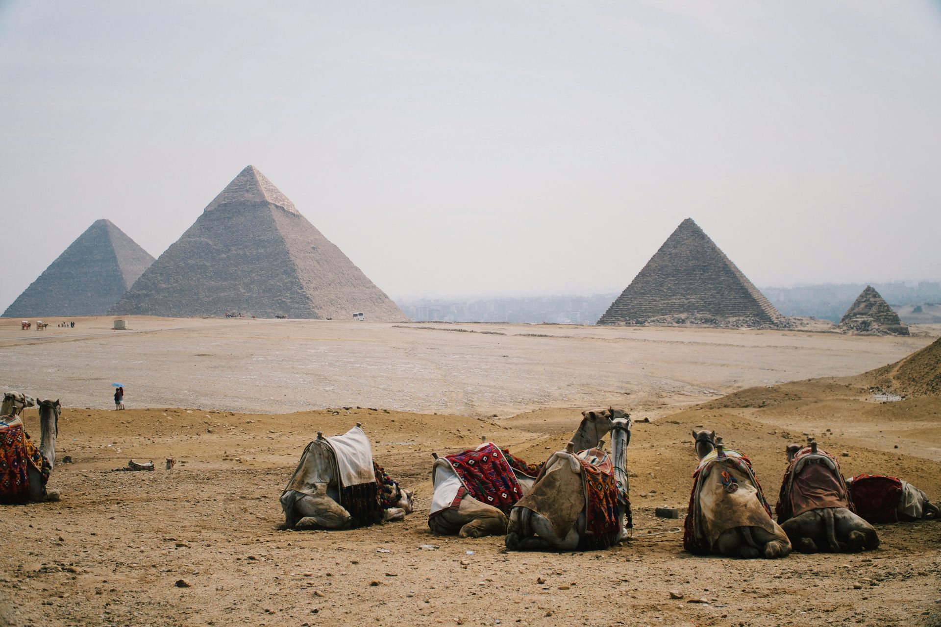 A group of camels are sitting in the desert in front of three pyramids in Egypt.