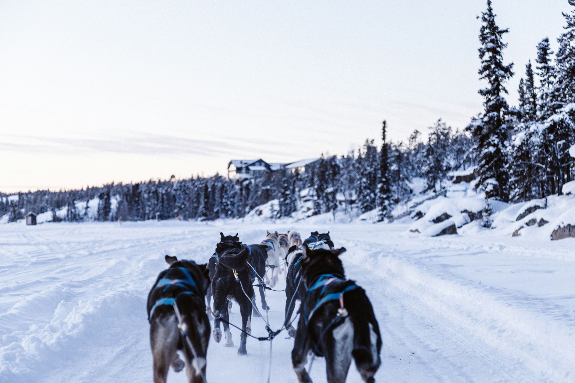 Dog sled team pulling a sled across a snowy landscape in Yellowknife, Canada.
