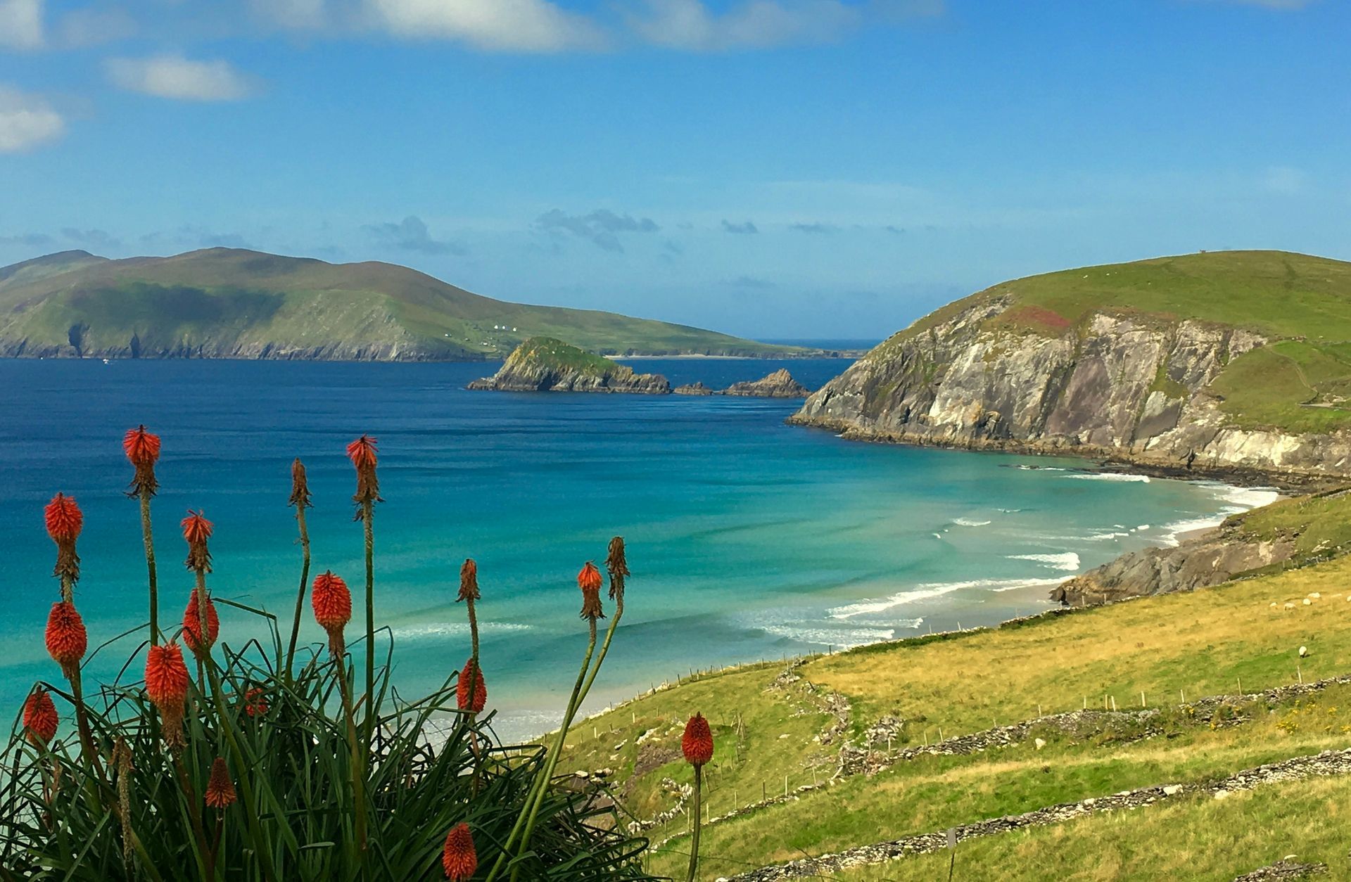 Coastal landscape: turquoise water, green hills, sandy beach, red flowers in foreground on the Dingle Peninsula, Ireland.
