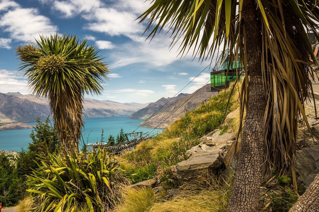 A palm tree on a hill overlooking a lake with mountains in the background in New Zealand.