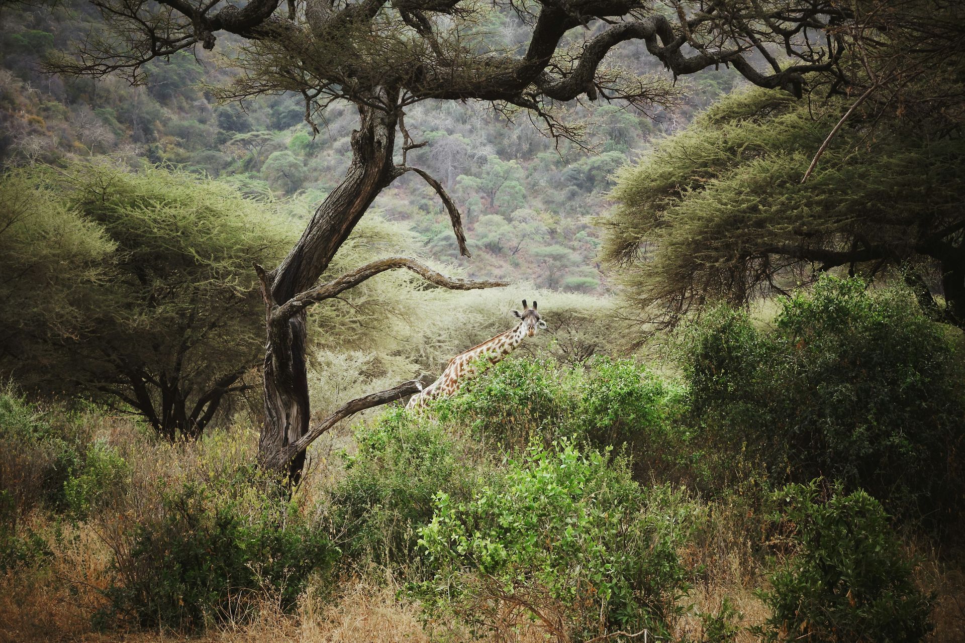 A giraffe is standing under a tree in the woods at  Lake Manyara National Park, Tanzania.