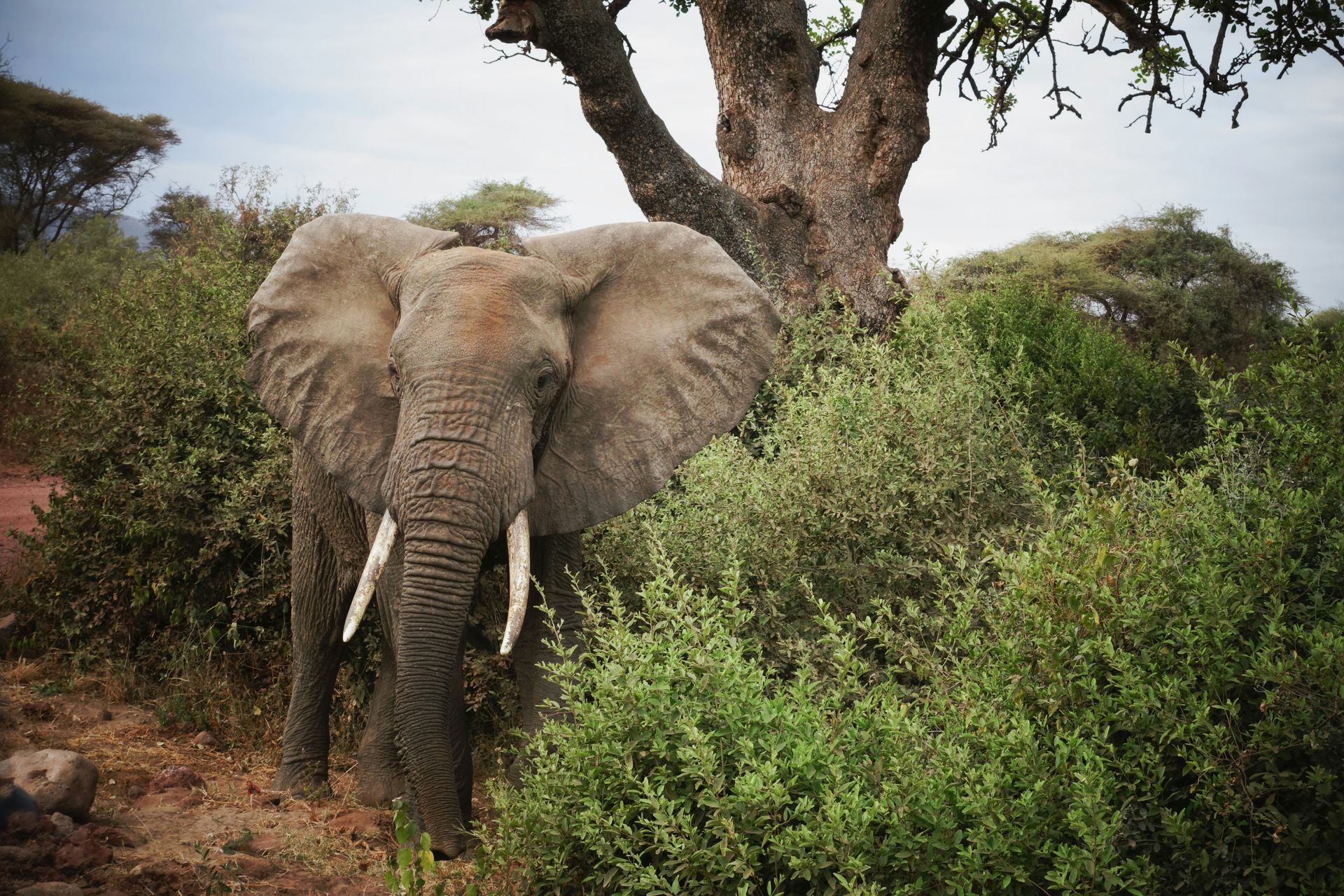 An elephant is standing in the shade of a tree at  Lake Manyara National Park, Tanzania.