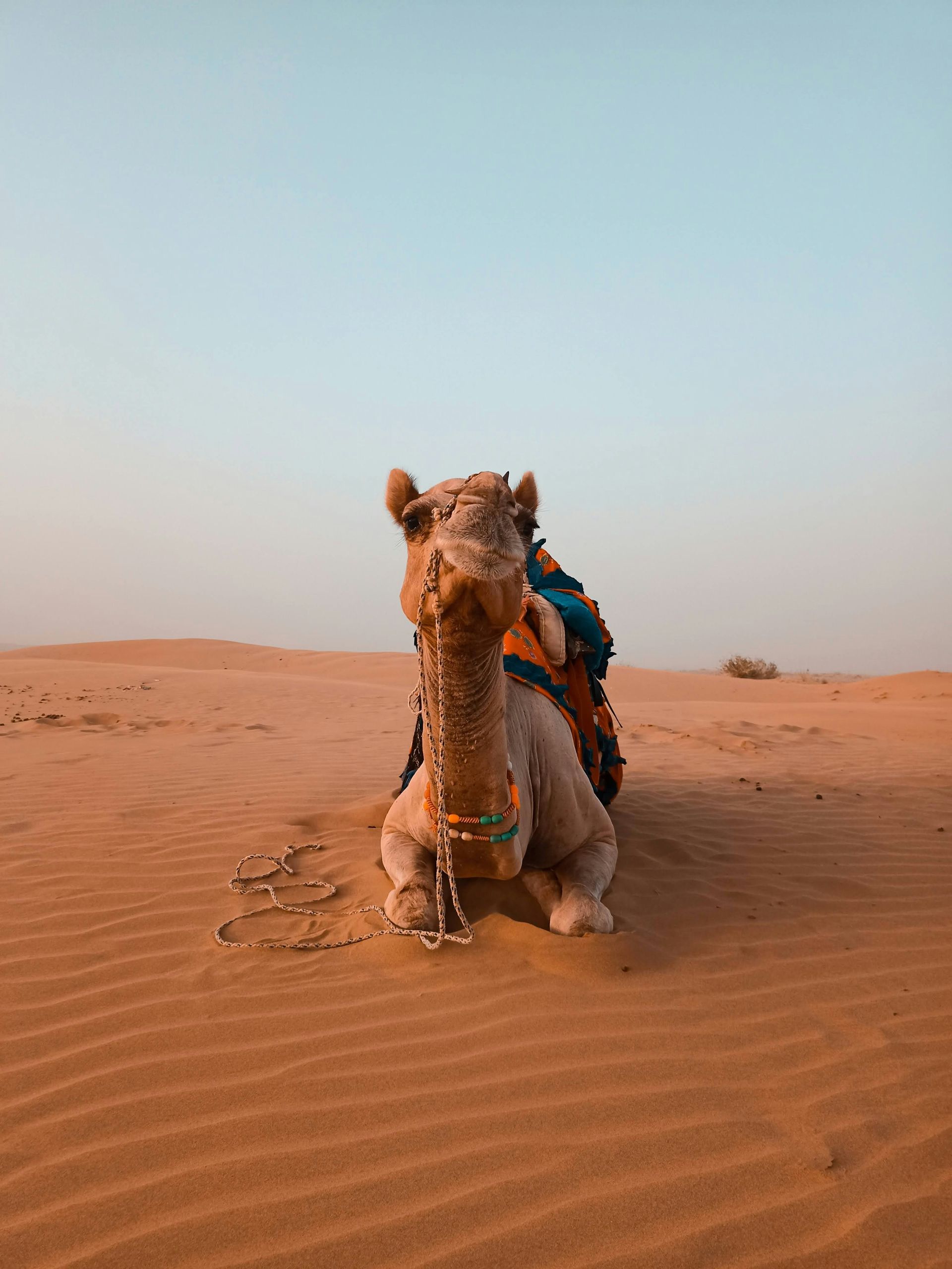 Camel resting in desert sand in Jaisalmer, India. Pale blue sky.
