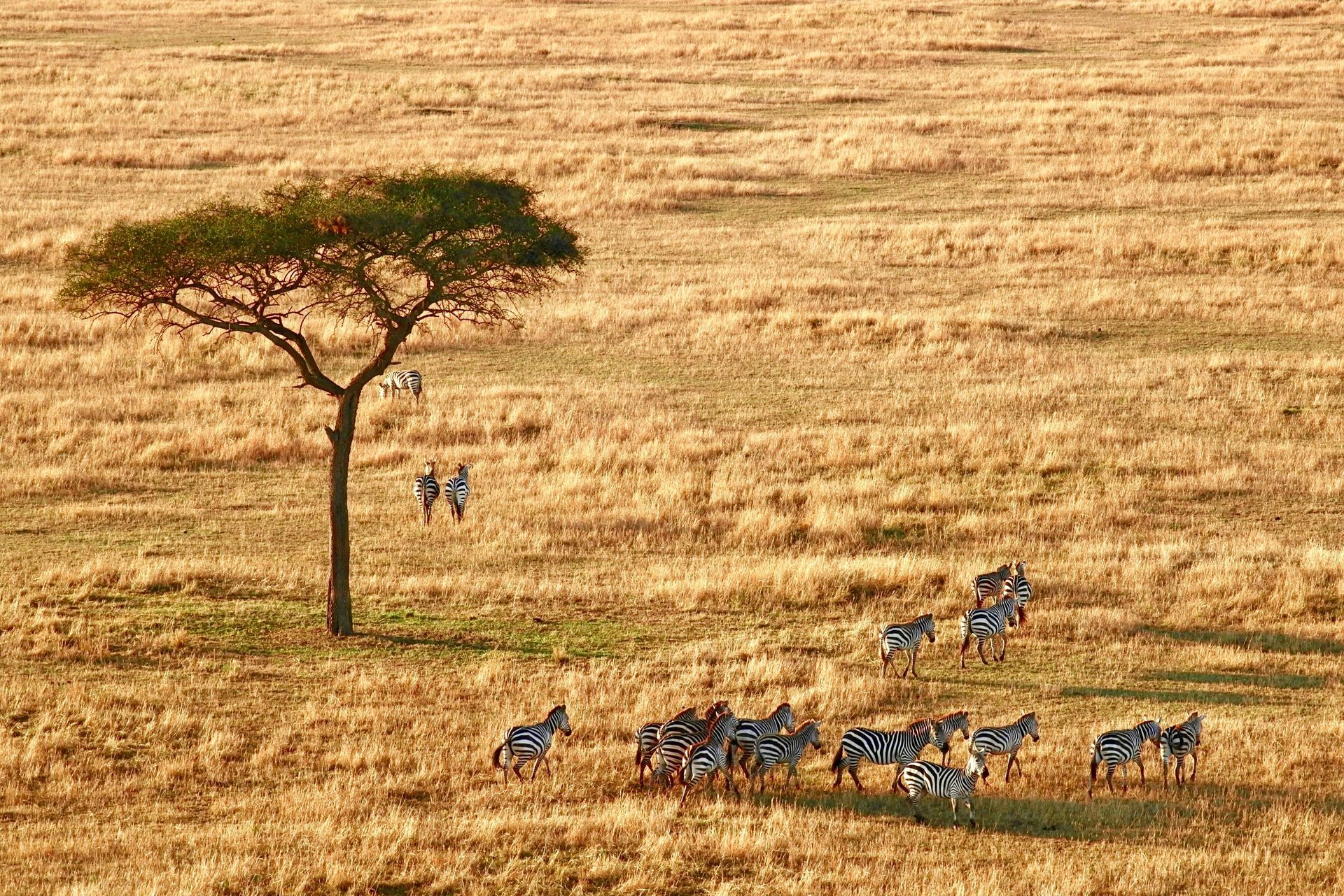 A herd of zebras are walking across a dry grass field in Serengeti, Tanzania.
