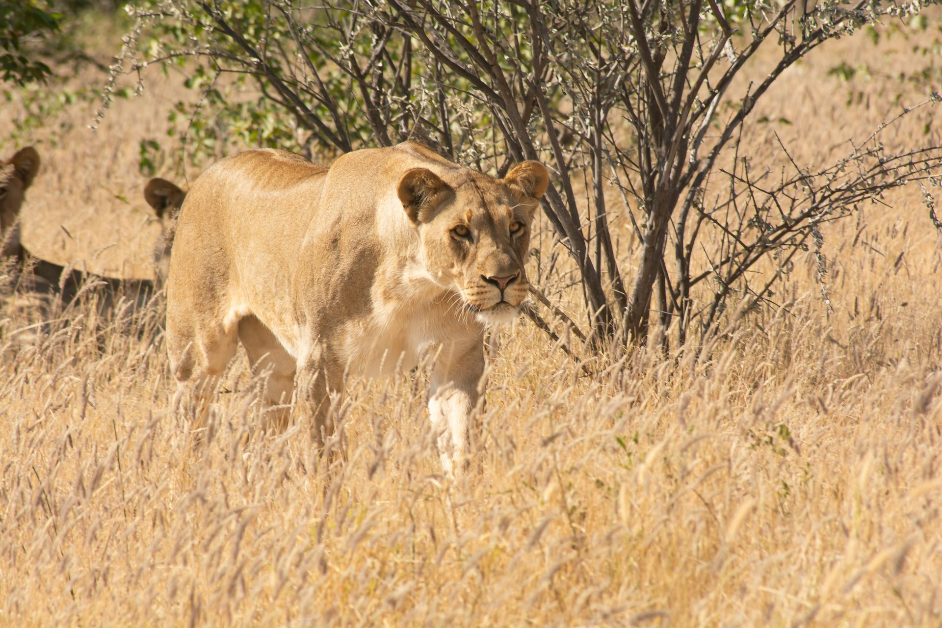 Lioness walking in tall, dry grass with other lions nearby in Etosha National Park, Namibia.
