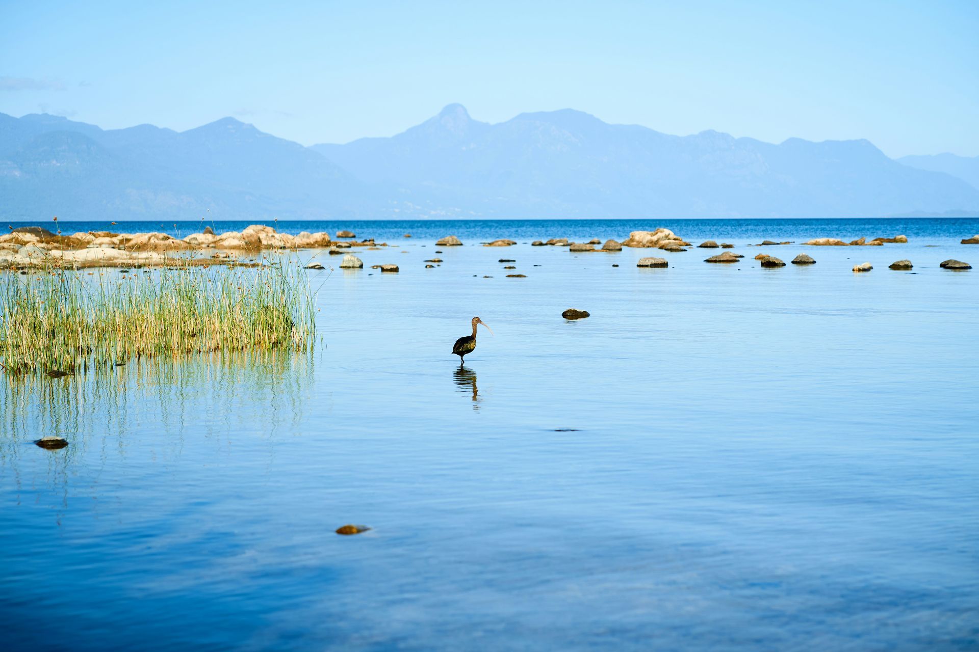 A bird stands in calm water, mountains in the distance under a blue sky in Los Lagos, Chile.