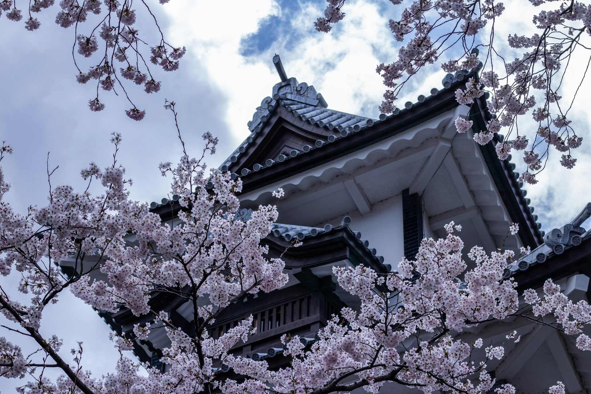 Japanese castle with flowering cherry blossoms, against a cloudy sky in Kanazawa, Japan.