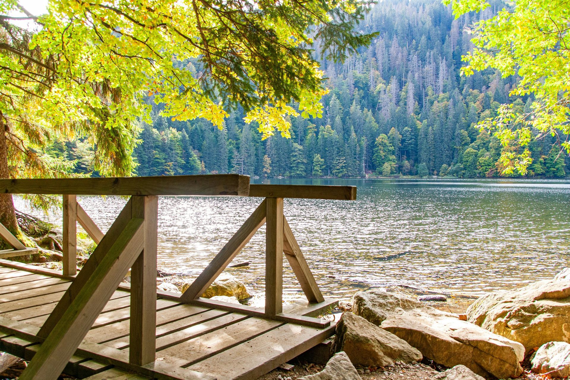 Wooden walkway overlooking a shimmering lake and forest; sunny day in The Black Forest, Germany.