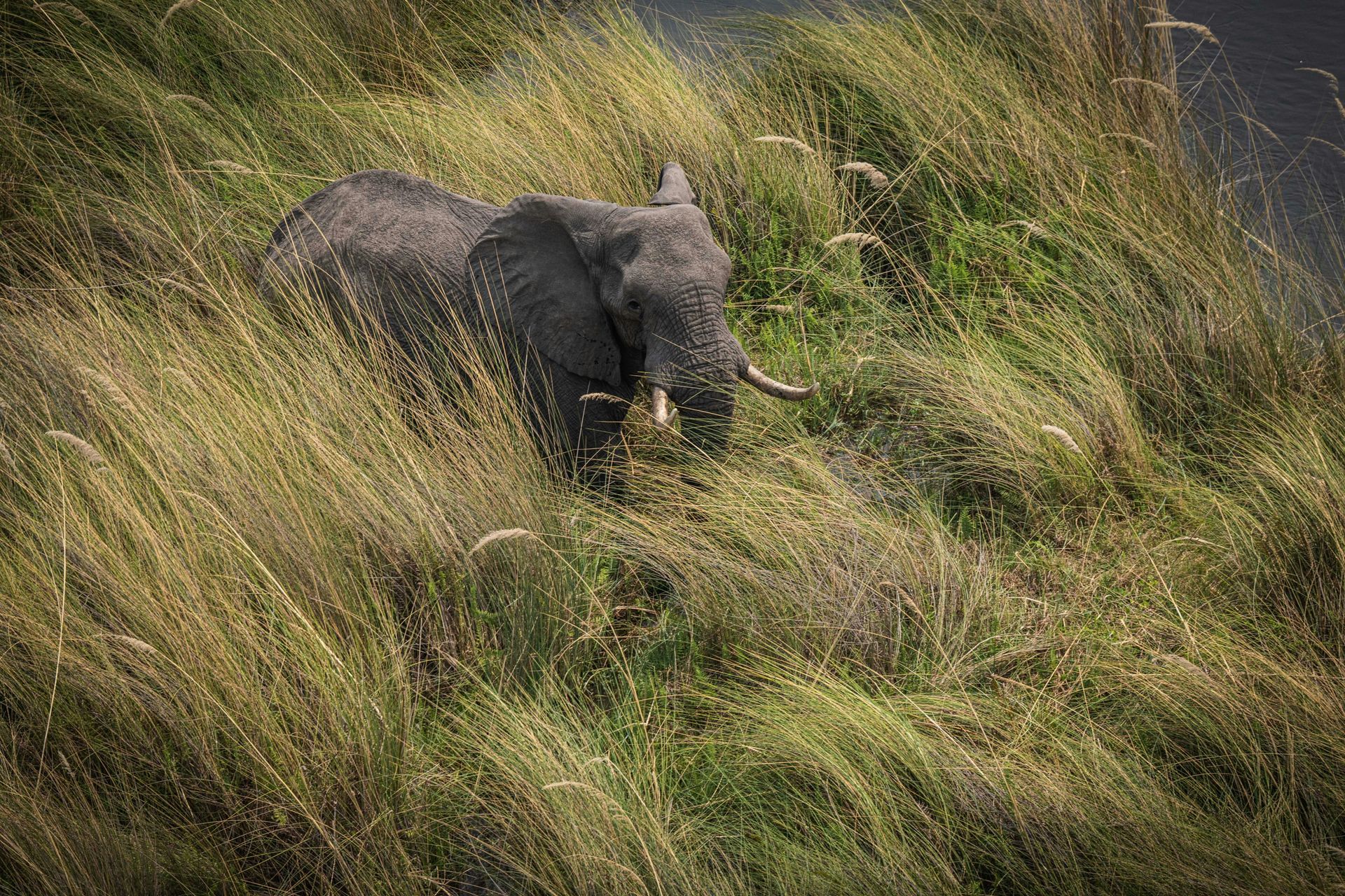 Elephant grazing in tall, golden grasses at the Okavango Delta, Botswana.