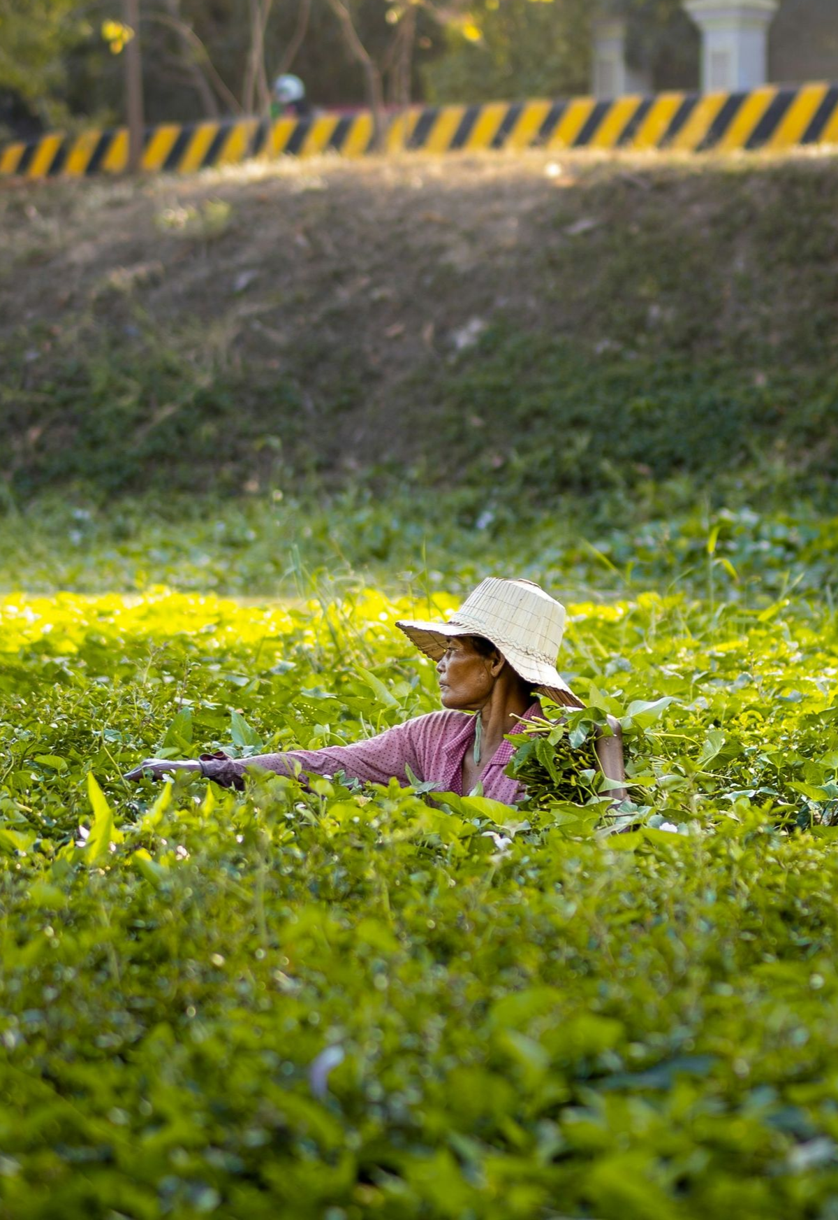 Person with straw hat amid tall green plants, with a roadway in Cambodia.