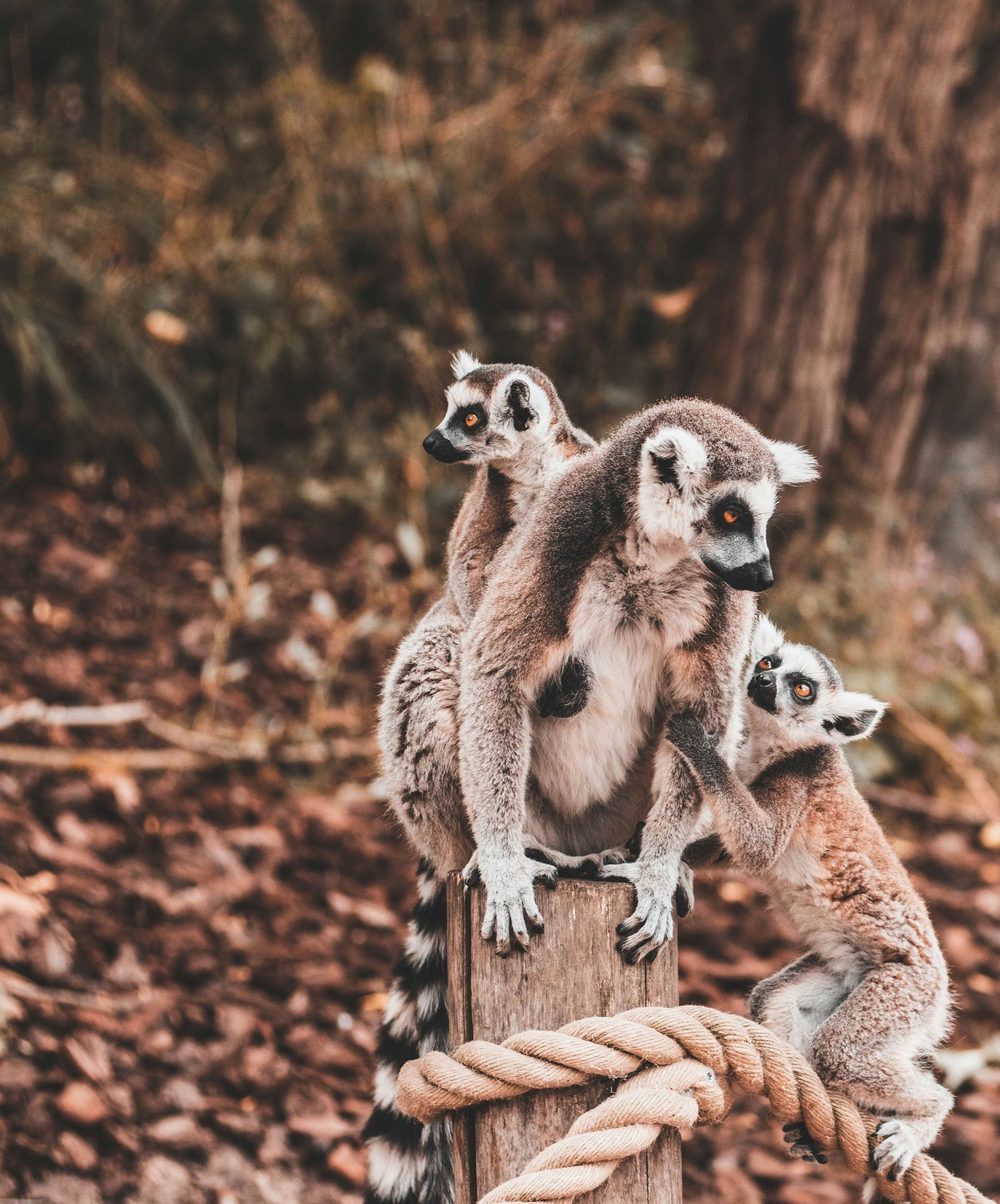 Ring-tailed lemurs perched on a wooden post in Andasibe-Mantadia, Madagascar.