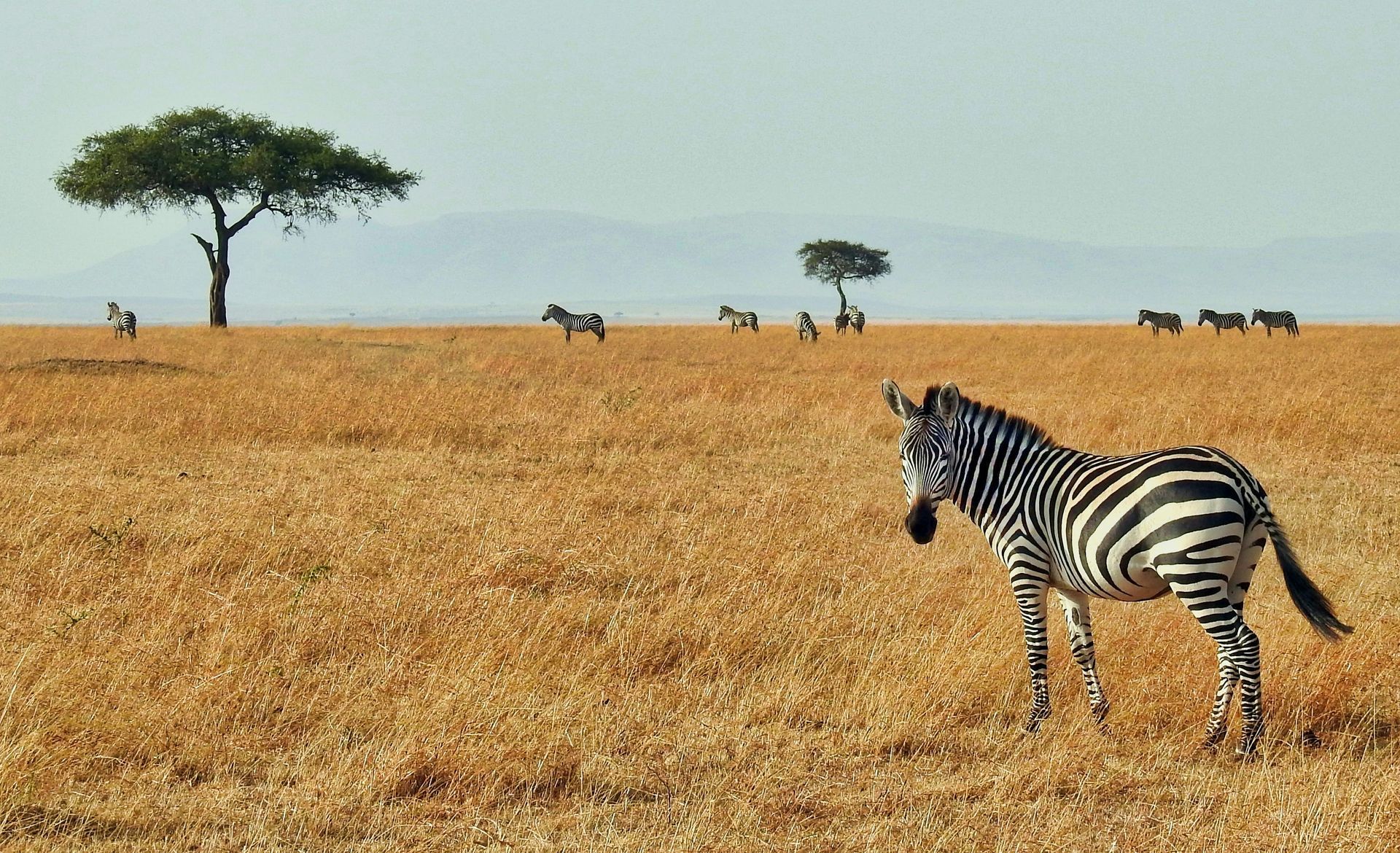 Dry grass, zebras, trees, and distant mountains in Maasai Mara National Reserve, Kenya.