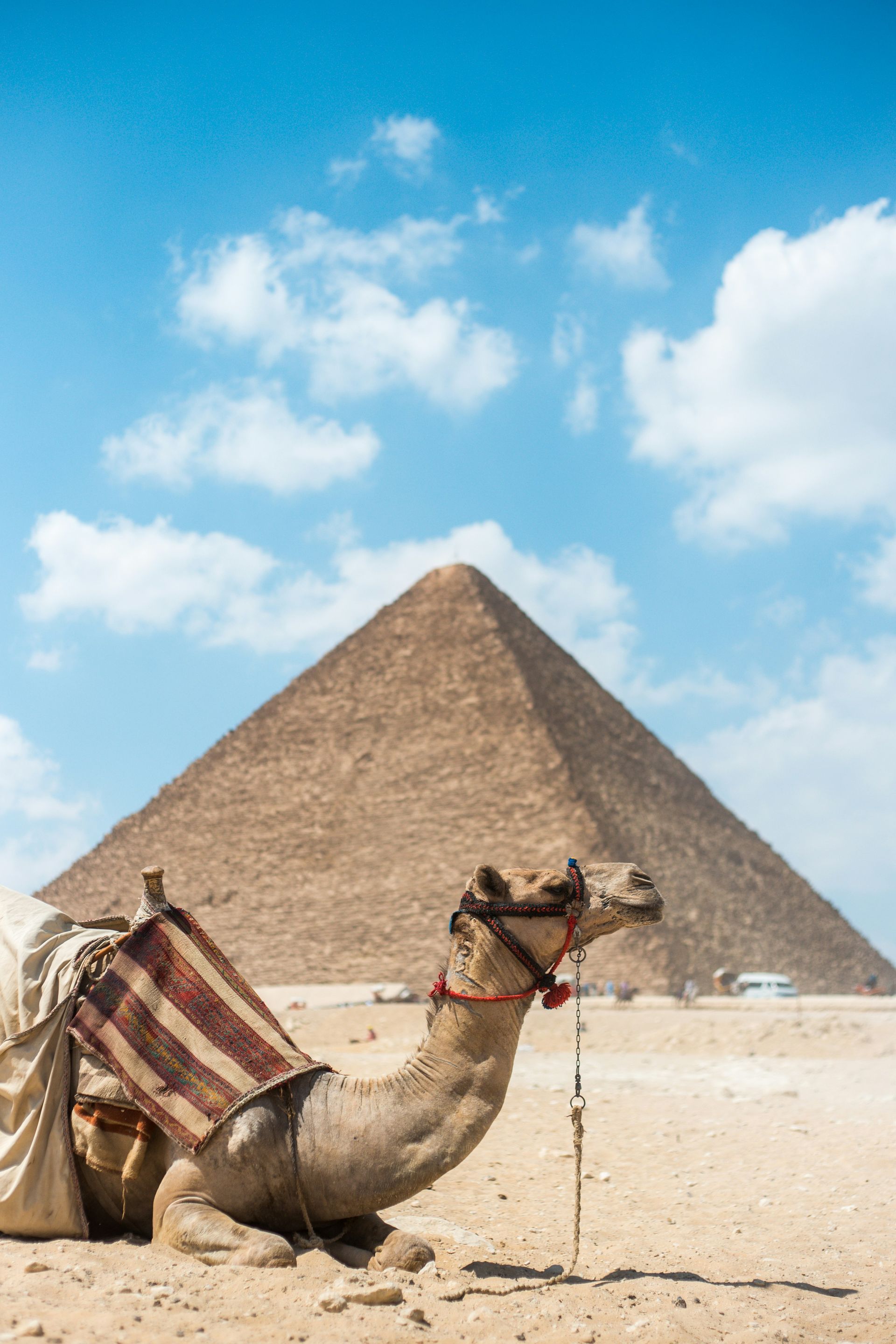 A camel is laying in the sand in front of a pyramid in Cairo, Egypt.