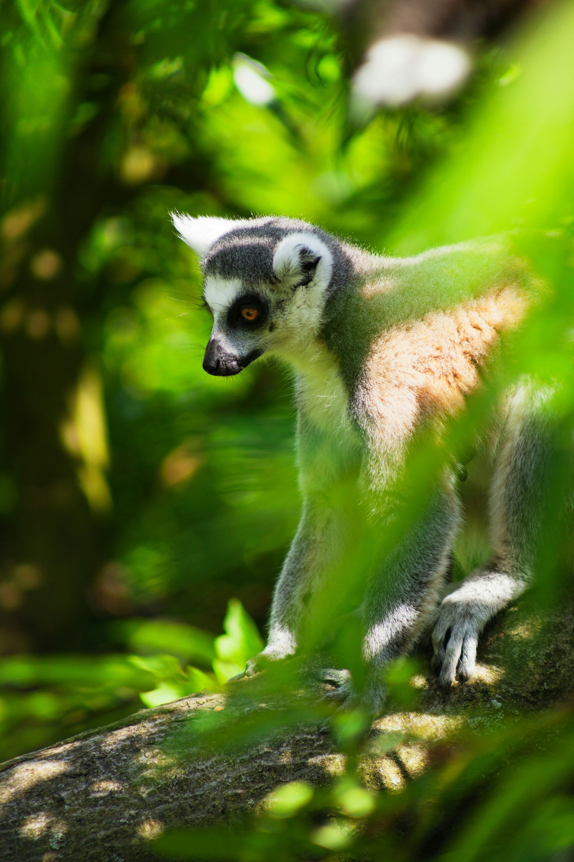 Ring-tailed lemur perched on a tree branch, partially hidden by green leaves in Andasibe-Mantadia, Madagascar.