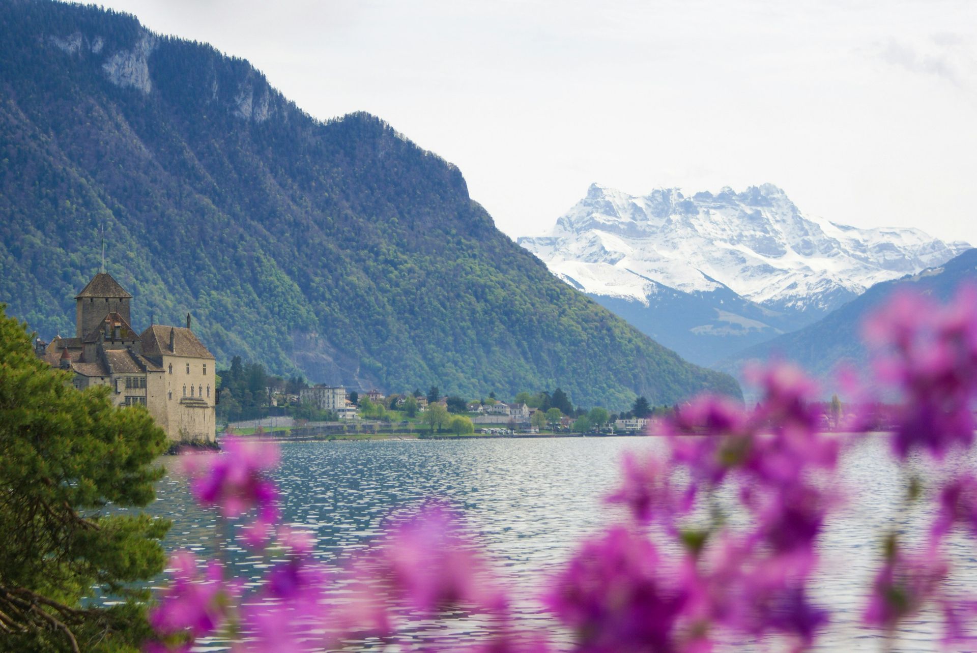 Castle on a lake with mountains in the background. Pink flowers in foreground in Montreux, Switzerland.