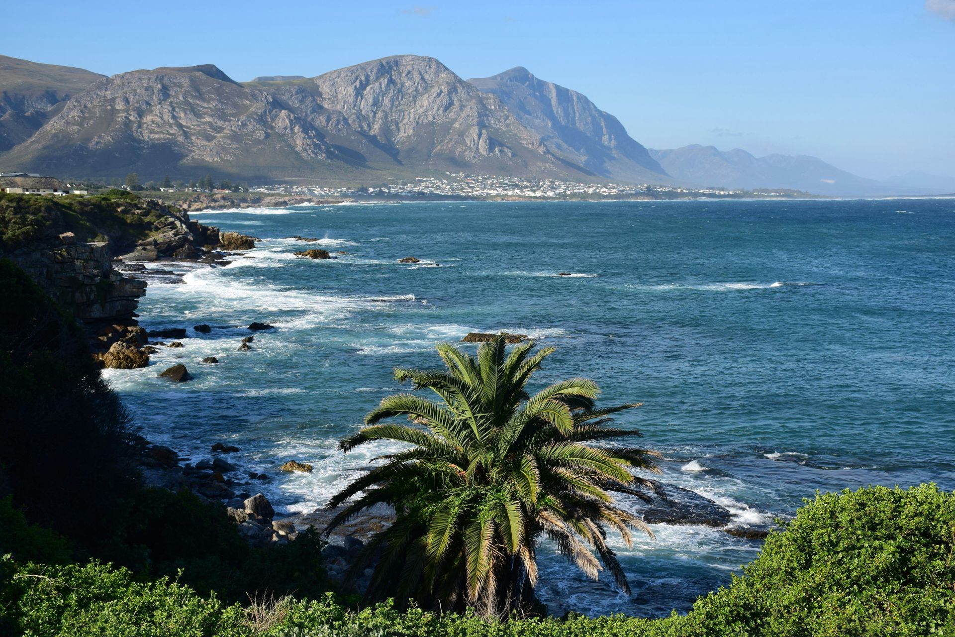 Ocean view with a palm tree in the foreground and mountains in the background in Hermanus, South Africa.