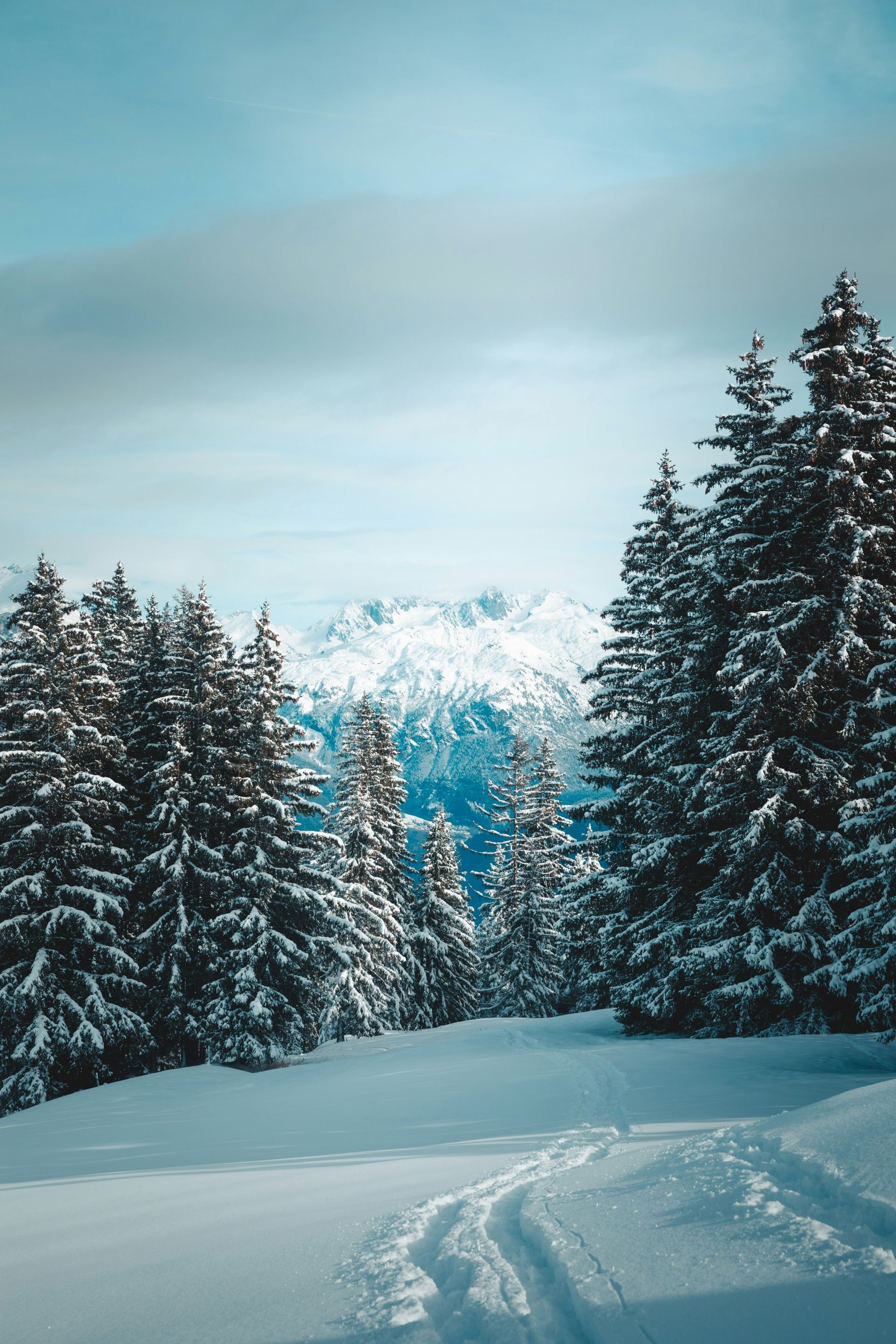 A snowy forest with trees covered in snow and mountains in the background in Megève, France.