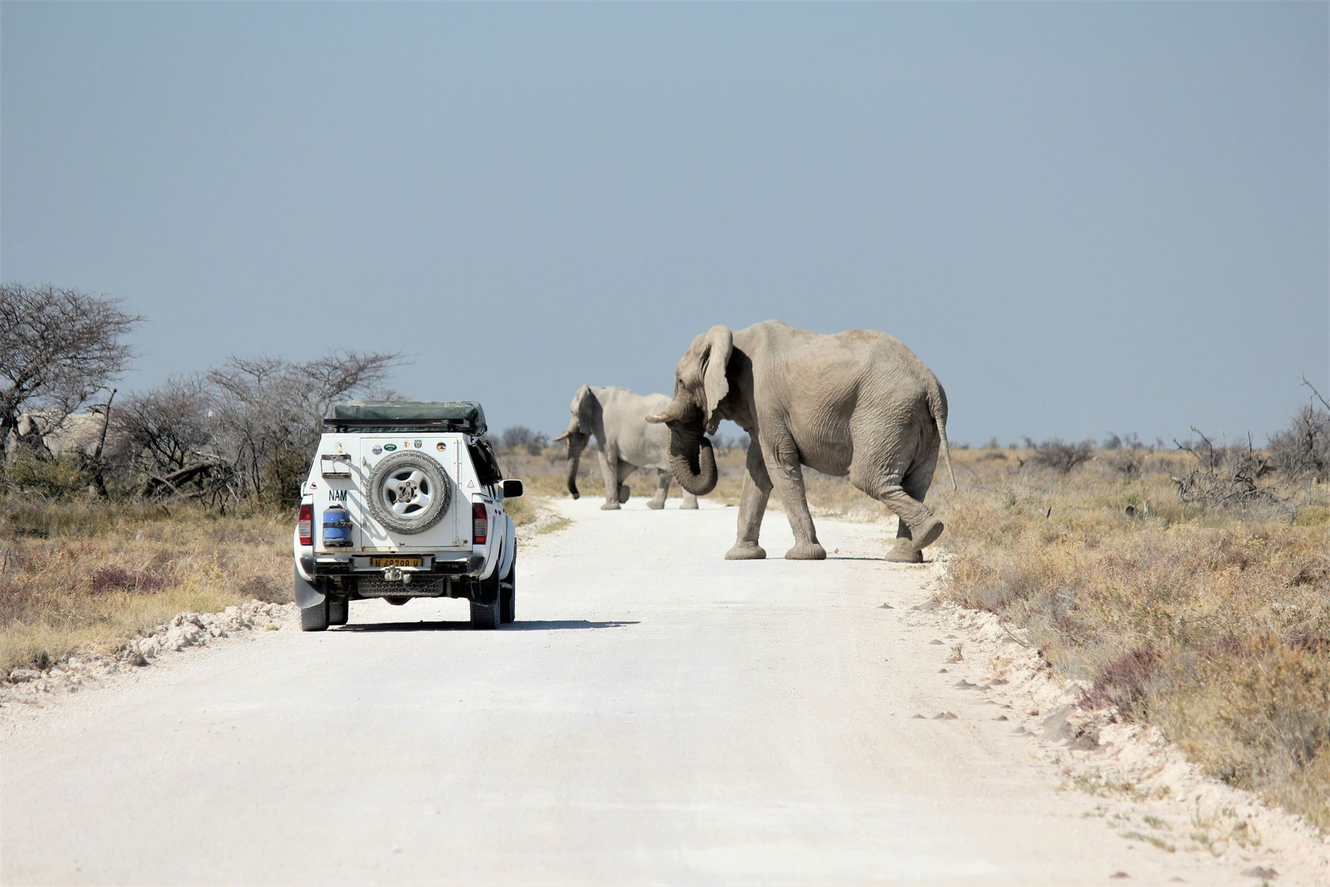 SUV on a dirt road encountering two elephants on a sunny in Etosha National Park, Namibia.