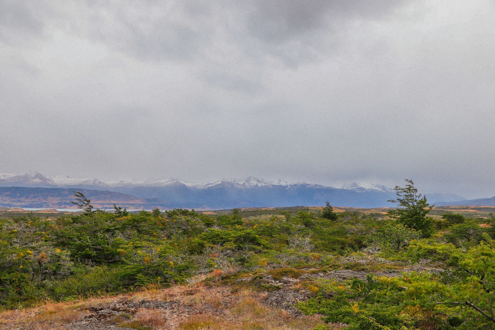 Green shrubs and plants in a field, with snowy mountains in the distance under a cloudy sky in Punta Arenas.
