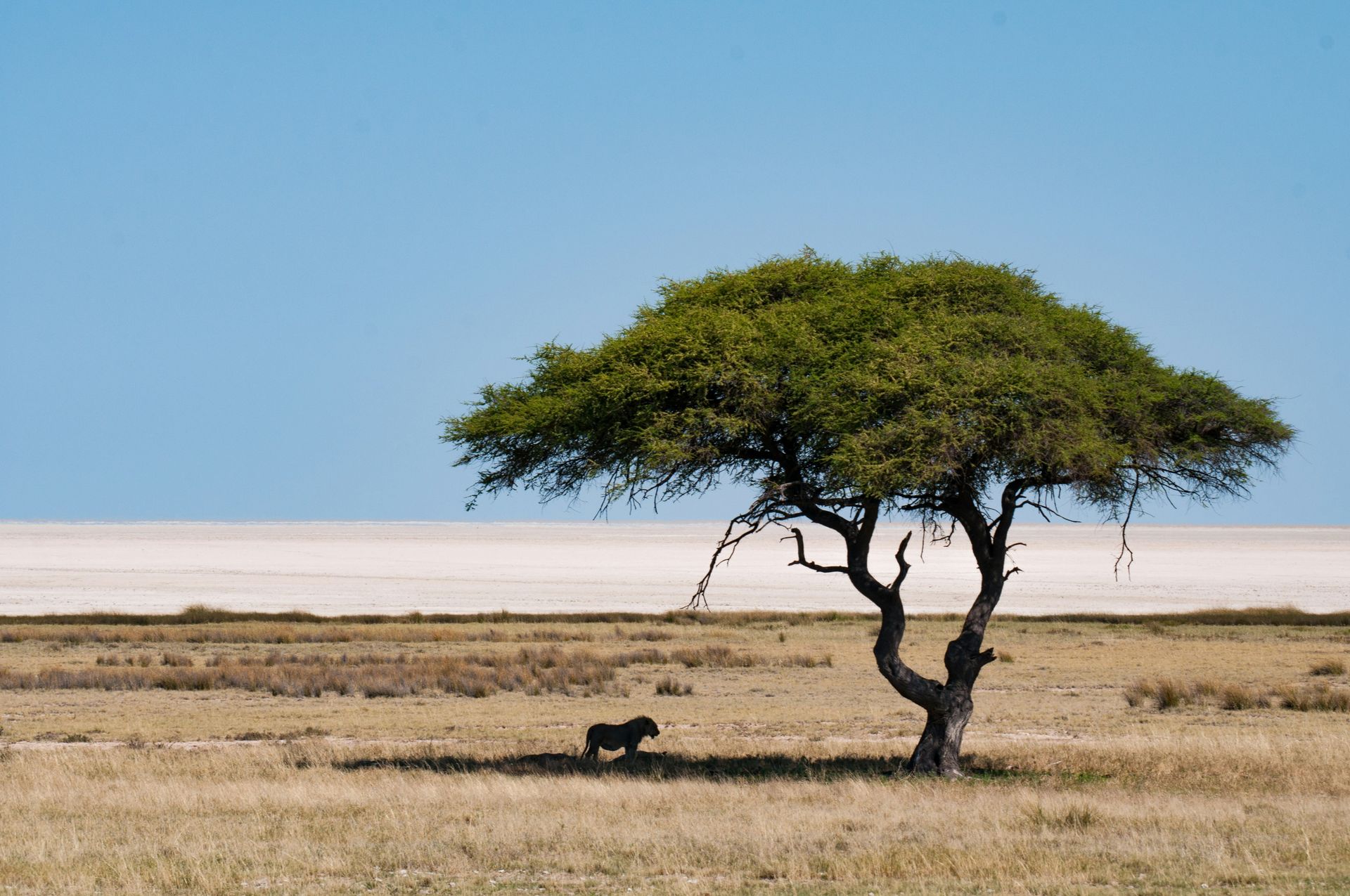 Lion resting in the shade of a tree on the African savanna in Etosha National Park, Namibia.