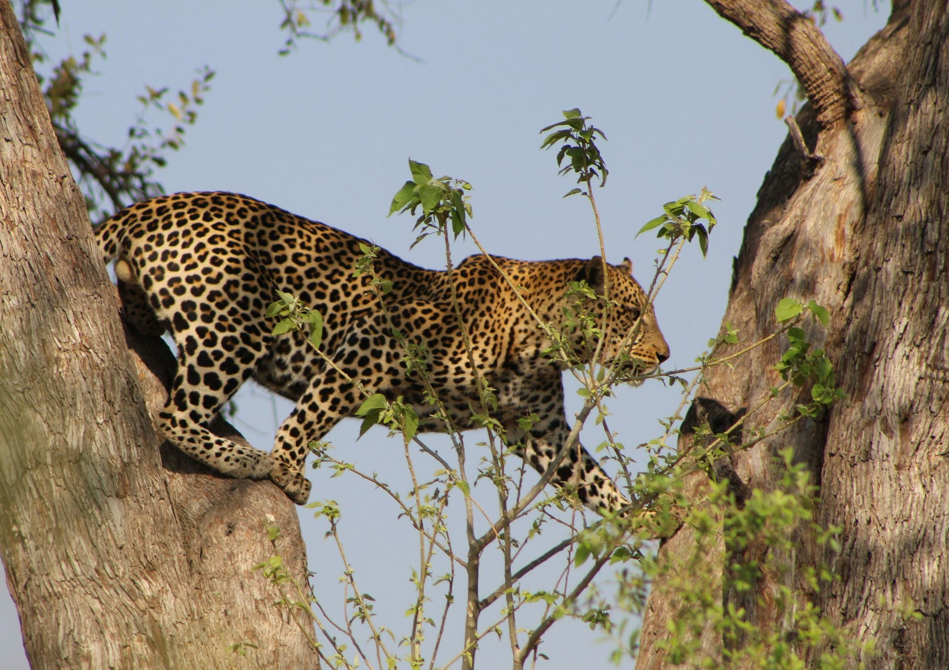 Leopard climbing a tree with spotted fur at Moremi Game Reserve, Botswana.