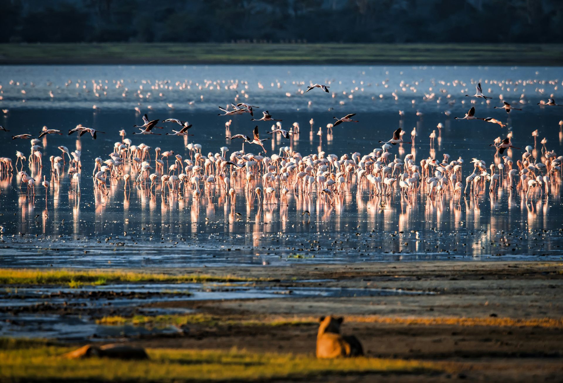 A large flock of flamingos are swimming in Lake Manyara, Tanzania.