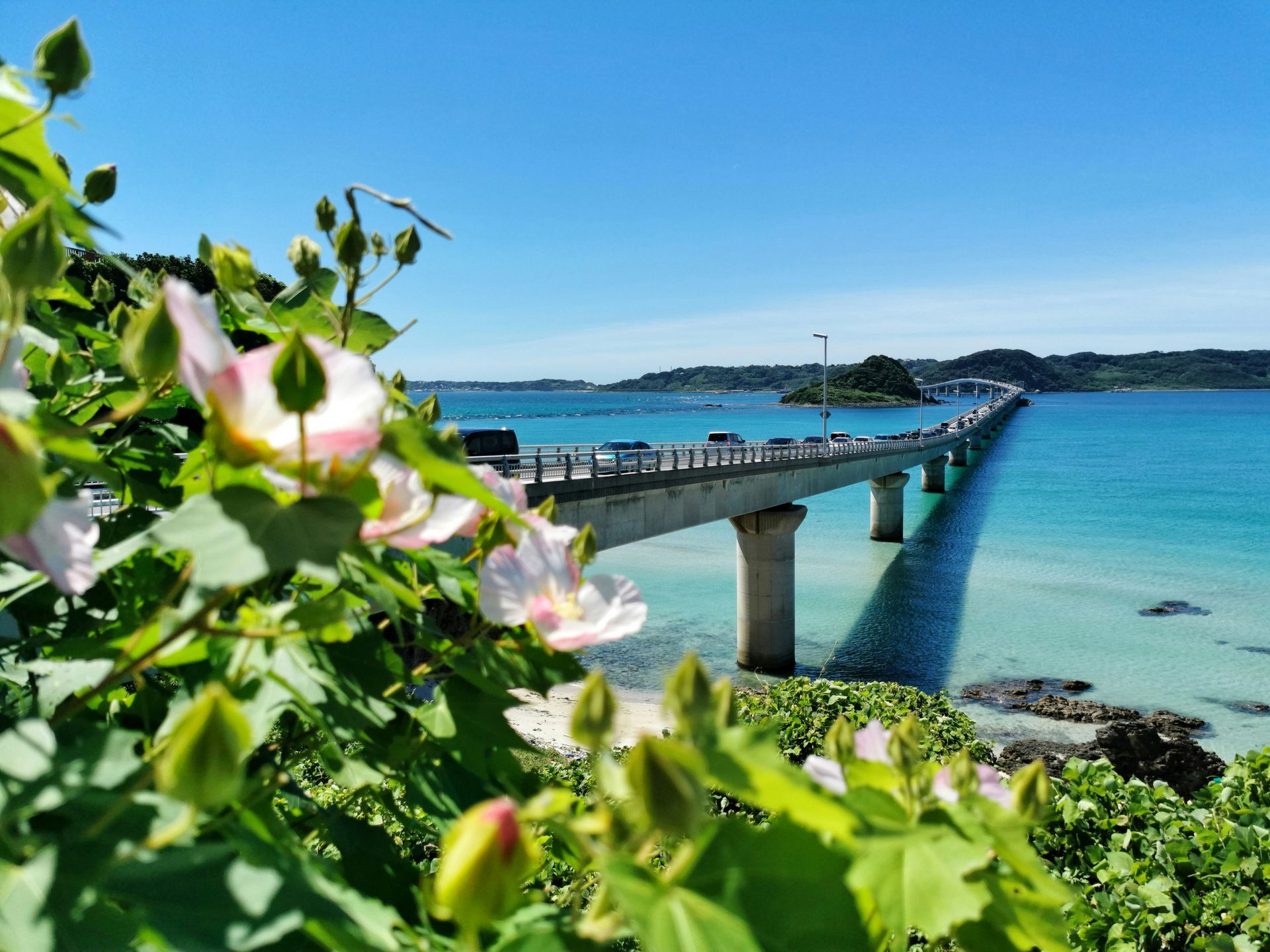 Bridge over turquoise water, cars driving across. Blooming flowers in foreground in Okinawa, Japan.