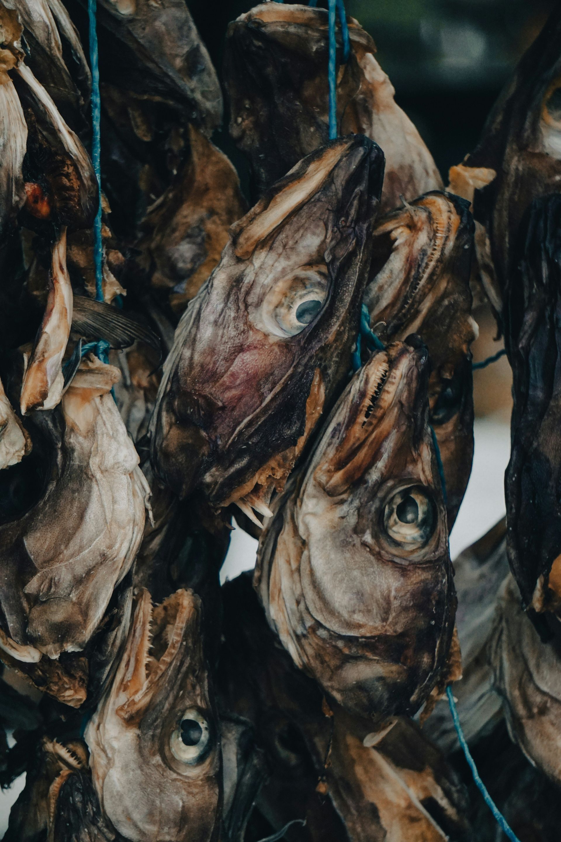 Traditional Harðfiskur (Dried fish heads) hanging on a blue string, close-up in Iceland.