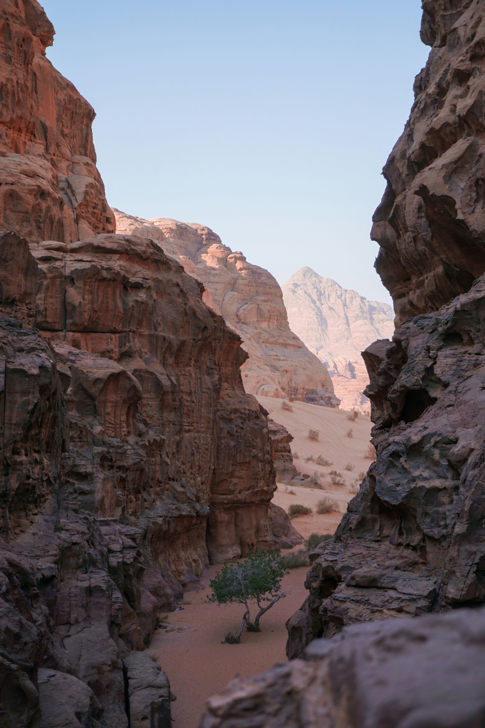 Rocky canyon with a lone tree and distant mountains in Wadi Rum, Jordan.