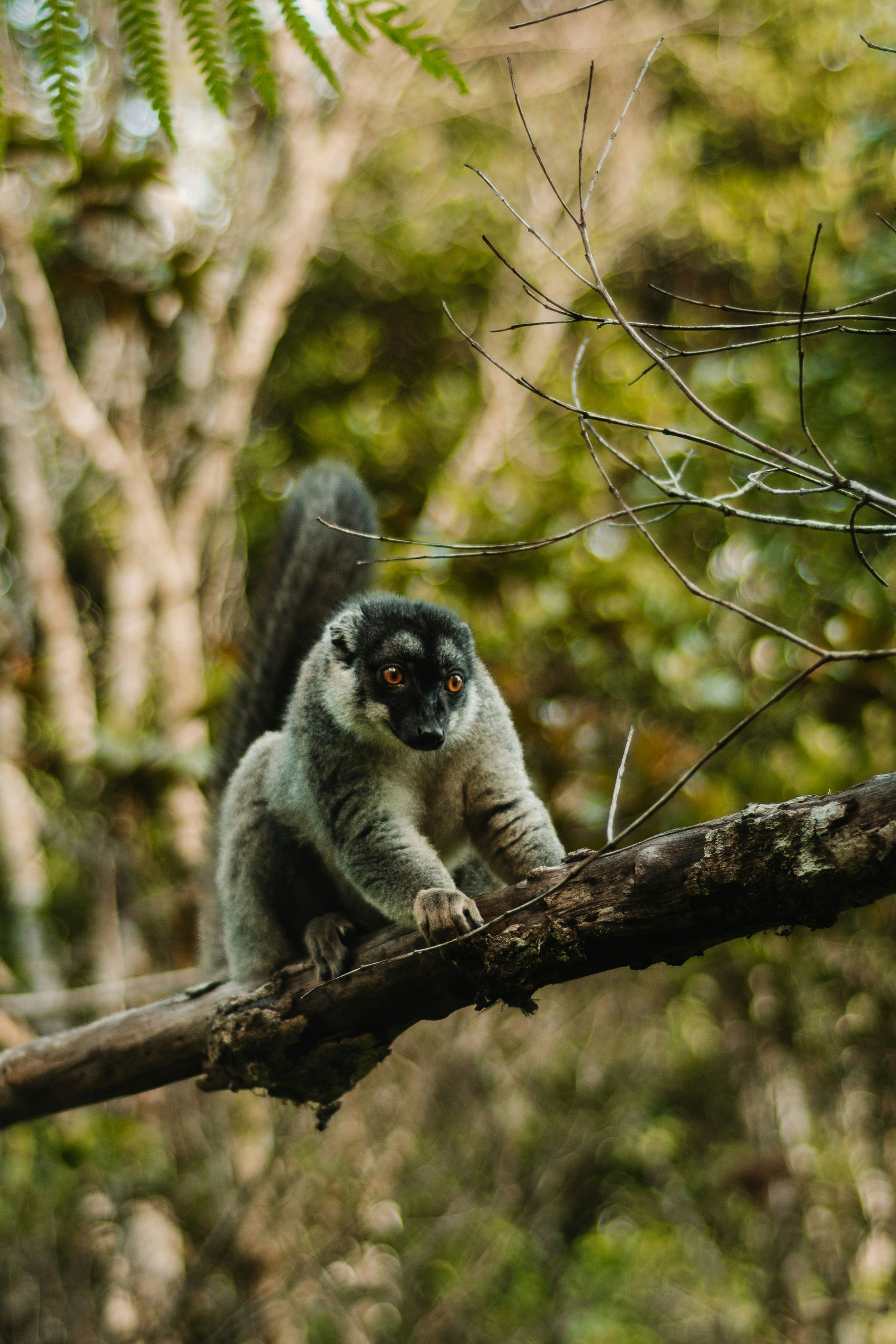 Lemur with dark face and gray fur on a tree branch in a forest in Andasibe-Mantadia, Madagascar.