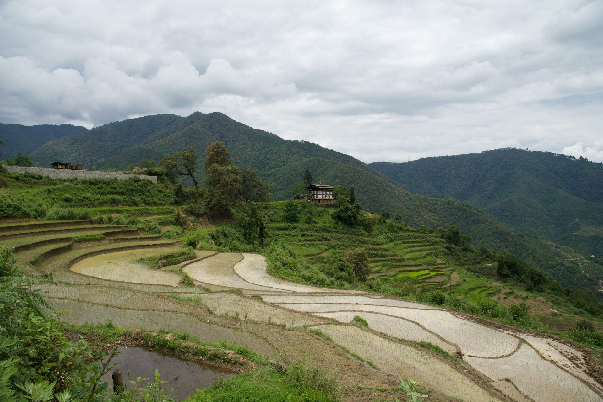 Terraced rice paddies on a hillside, Bhutan, under a cloudy sky in Punakha, Bhutan.