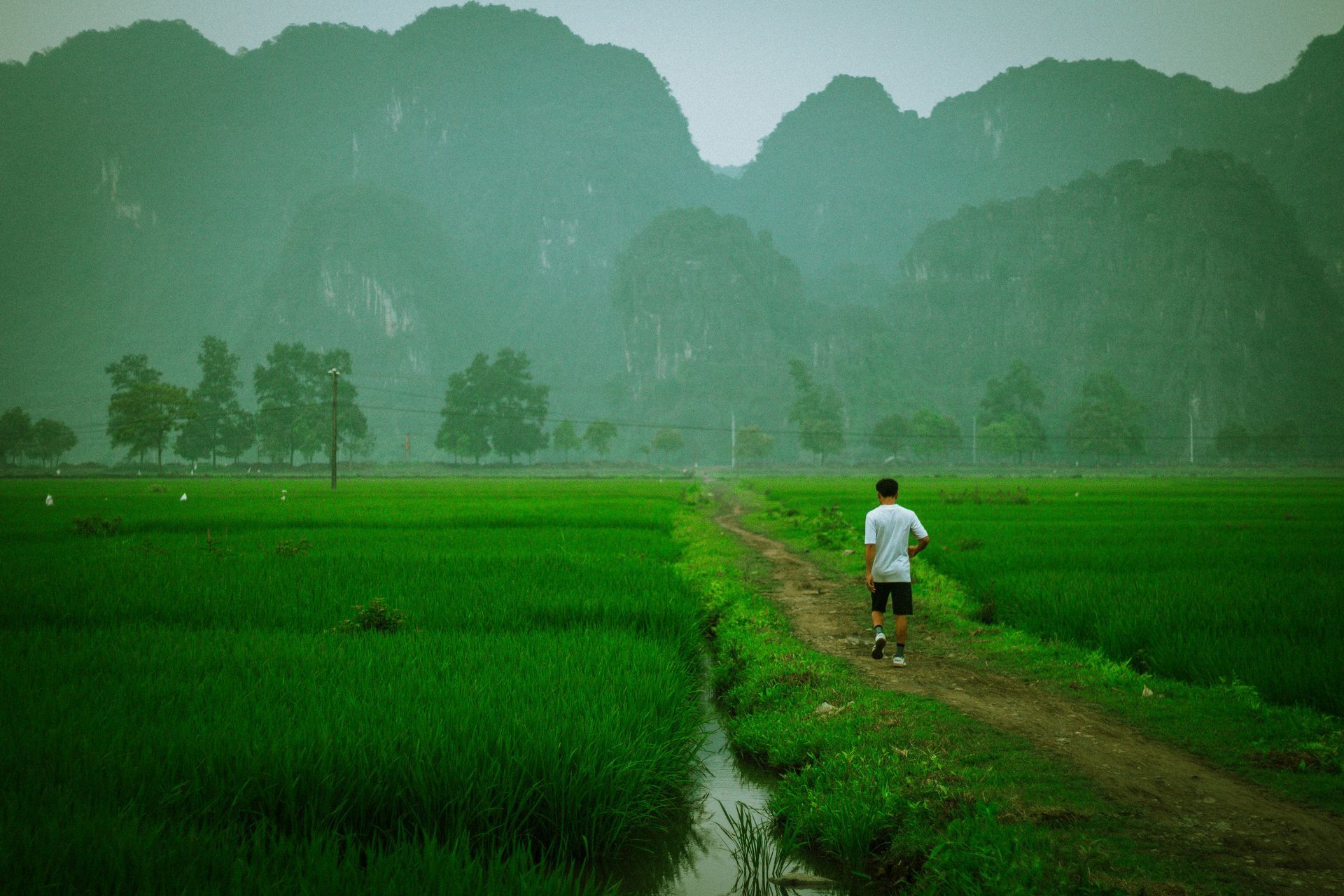 Man running on a path through a rice field, green landscape with mountains in the distance in Ninh Bình, Vietnam.